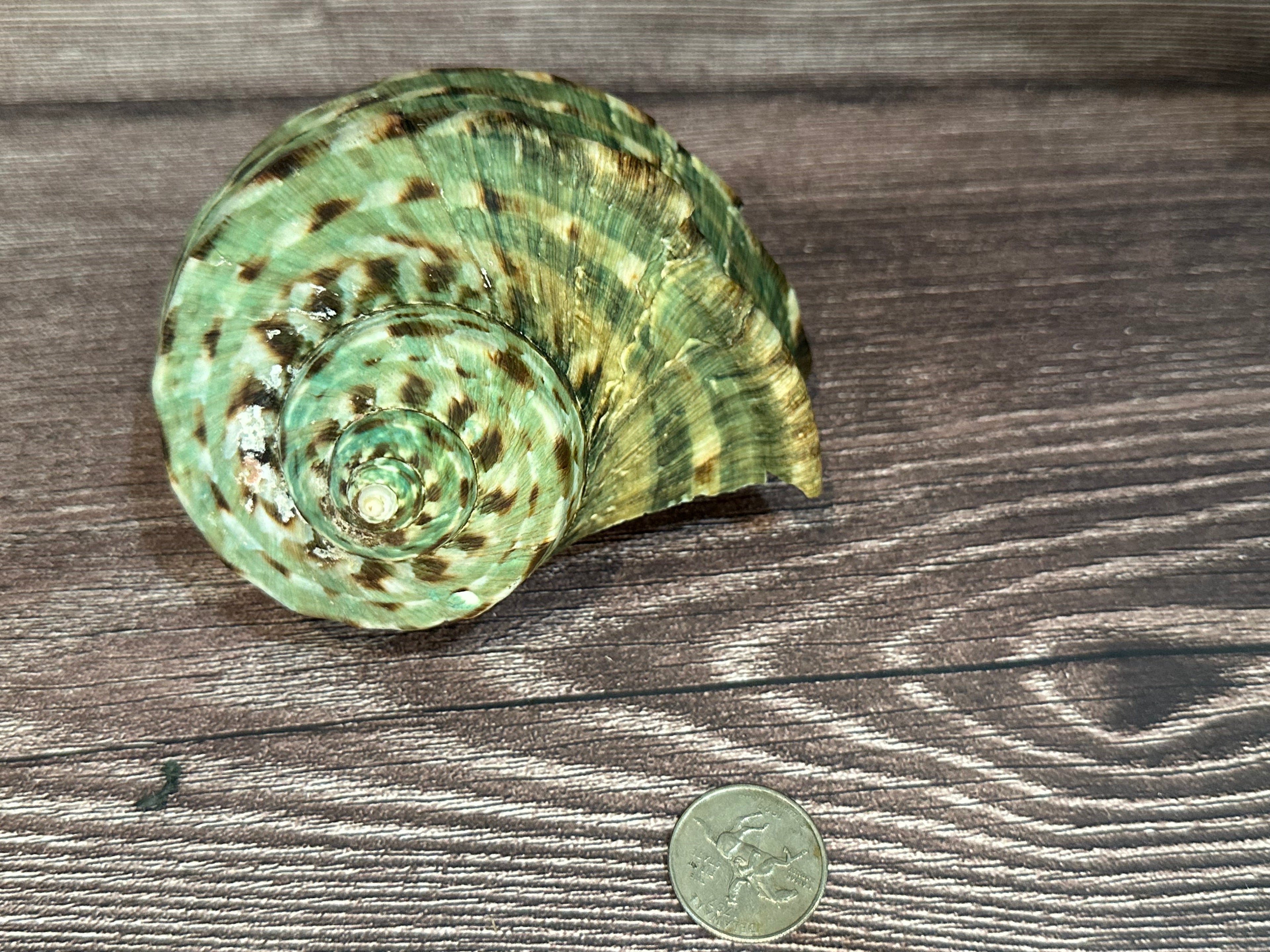 Raw Turbo Marmoratus Shell
