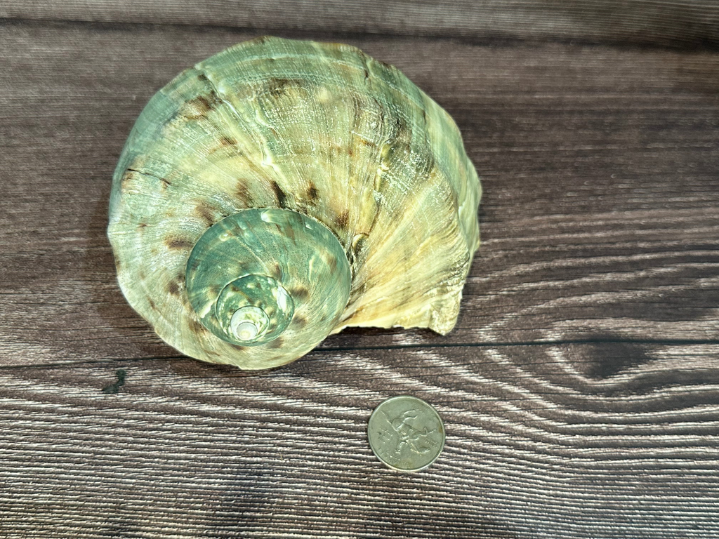 Raw Turbo Marmoratus Shell