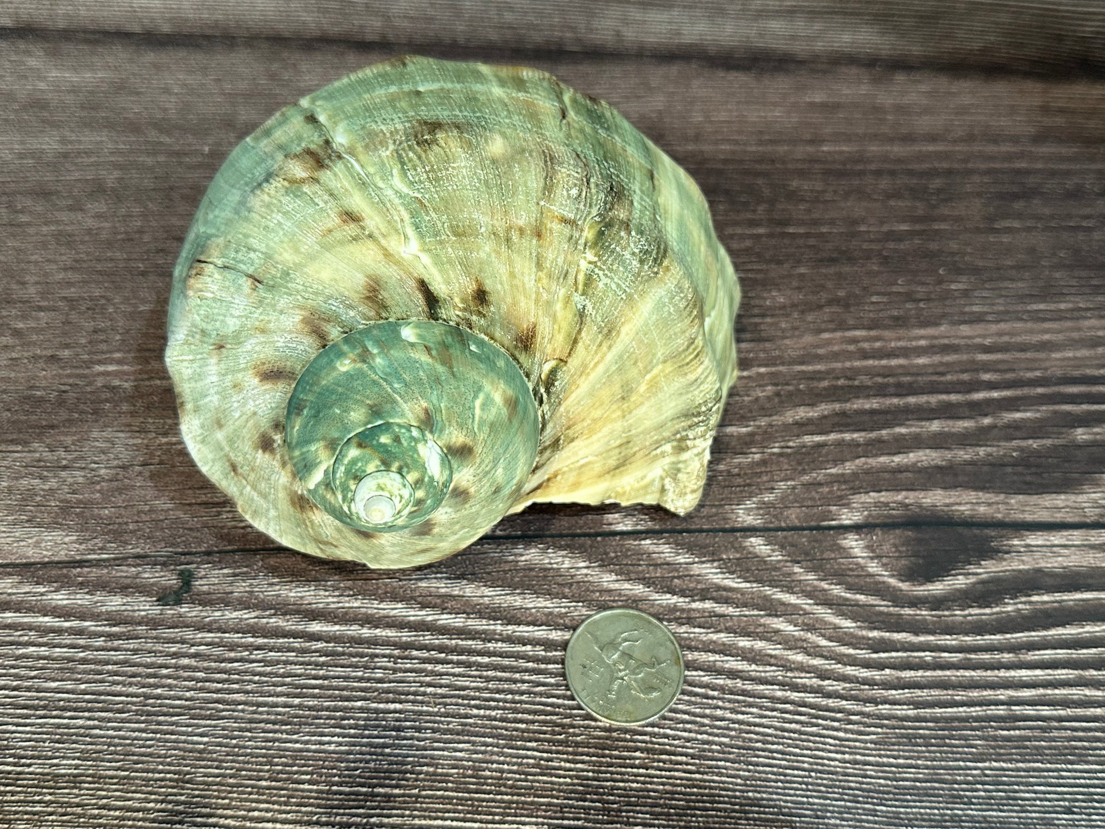Raw Turbo Marmoratus Shell