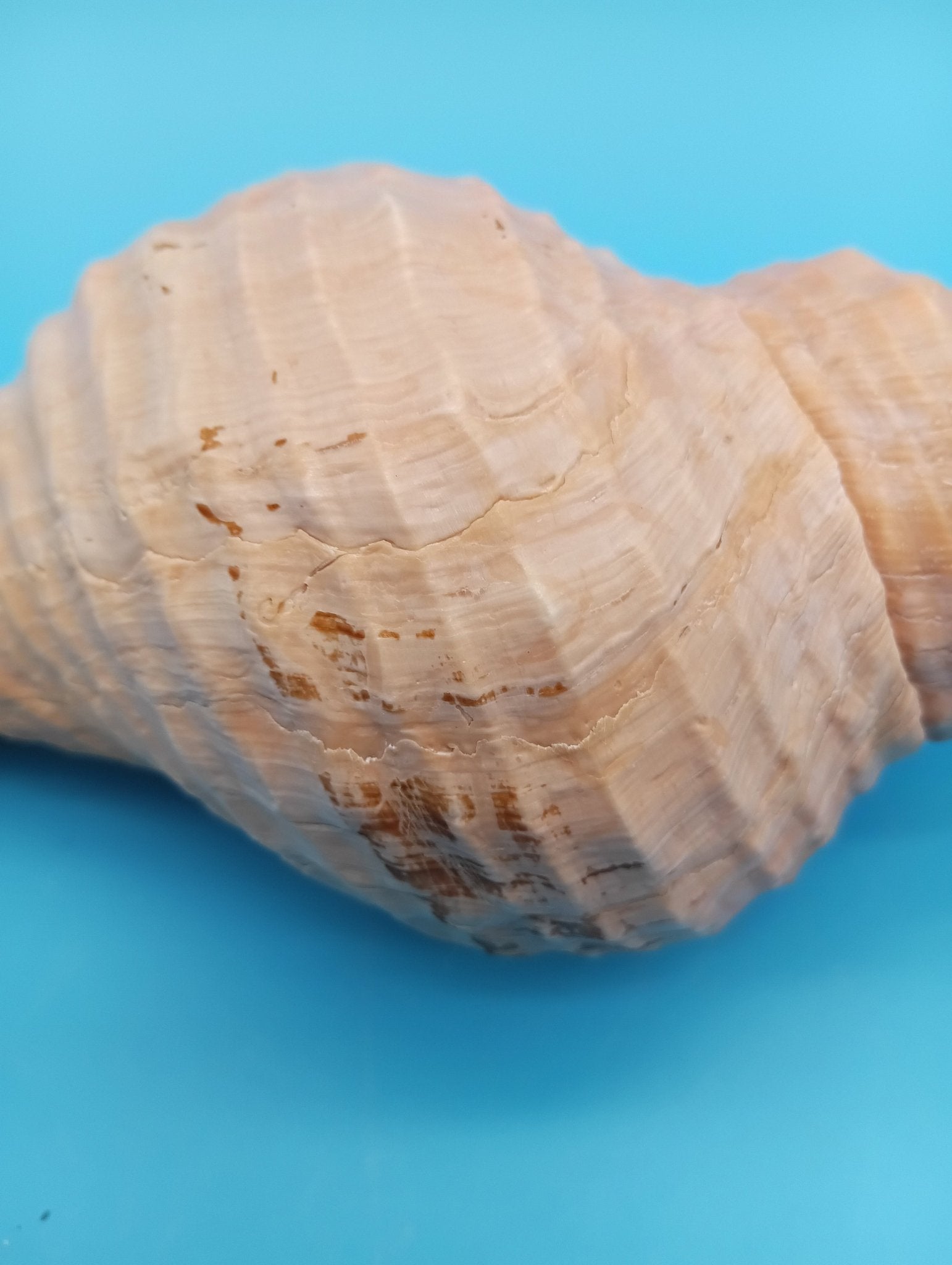 8" Horse Conch Specimen with Operculum & Documentation – Triplofusus giganteus