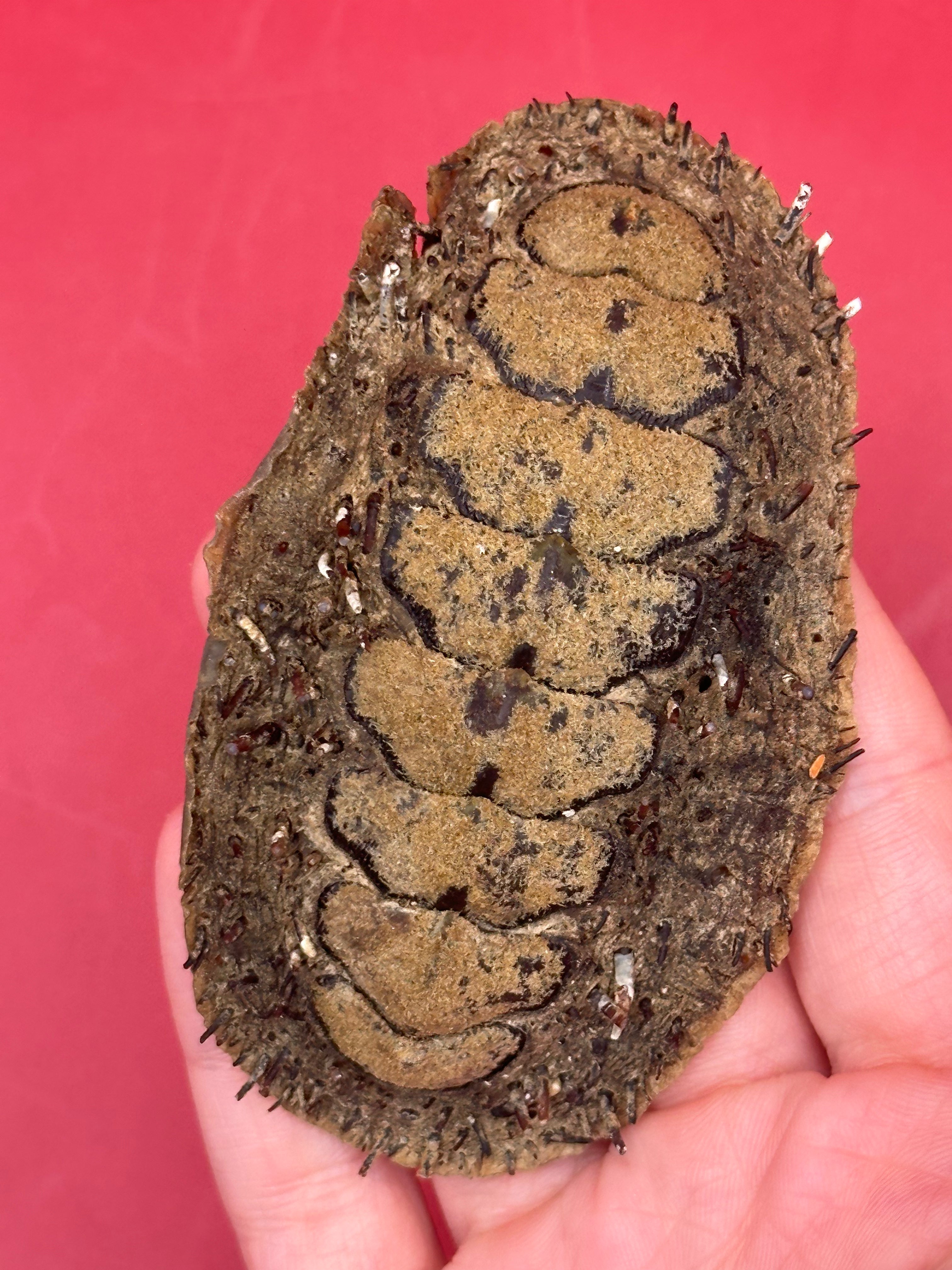 Medium Acanthopleura echinata Chiton Display Shell – Documented Coastal Specimen from Chile