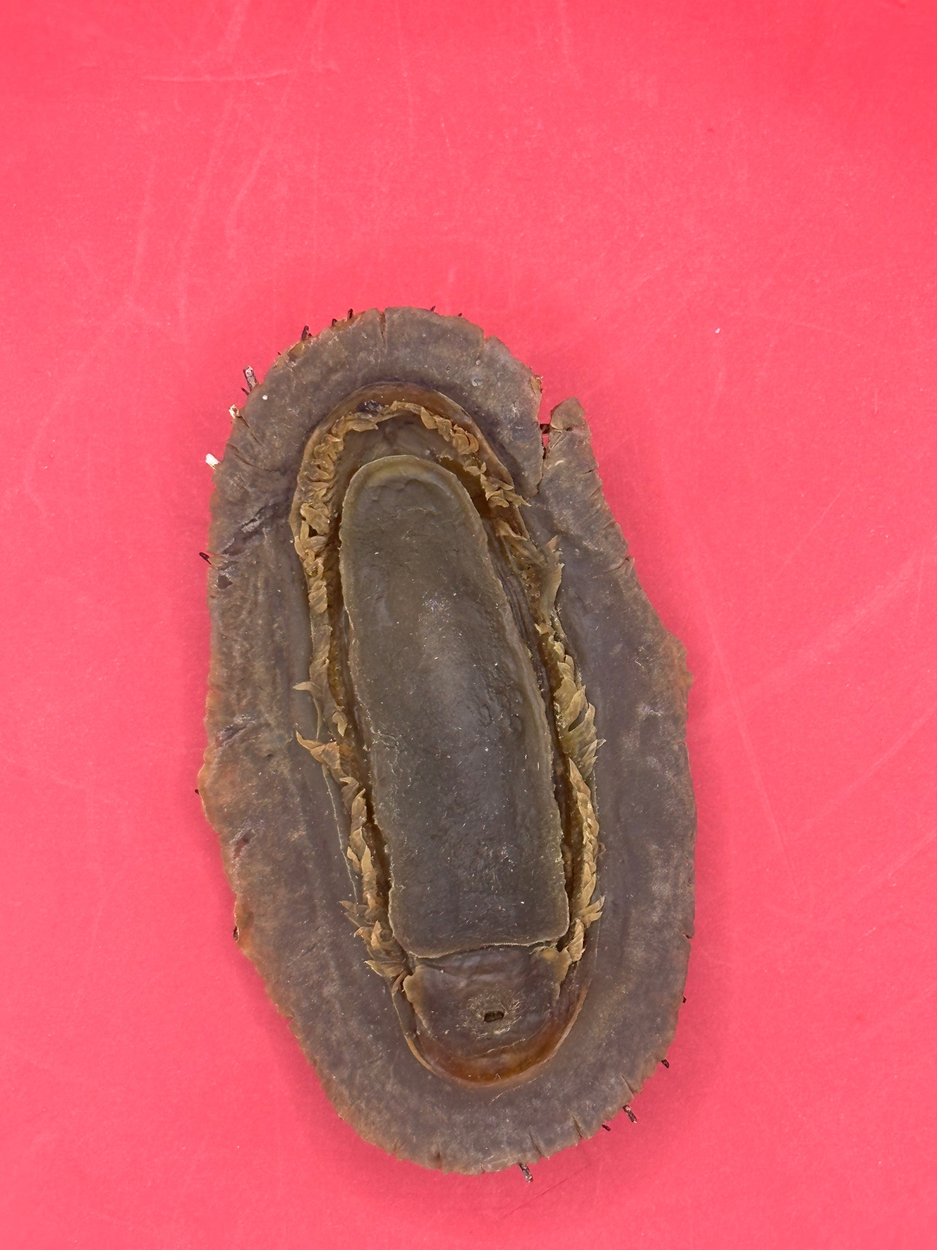 Medium Acanthopleura echinata Chiton Display Shell – Documented Coastal Specimen from Chile