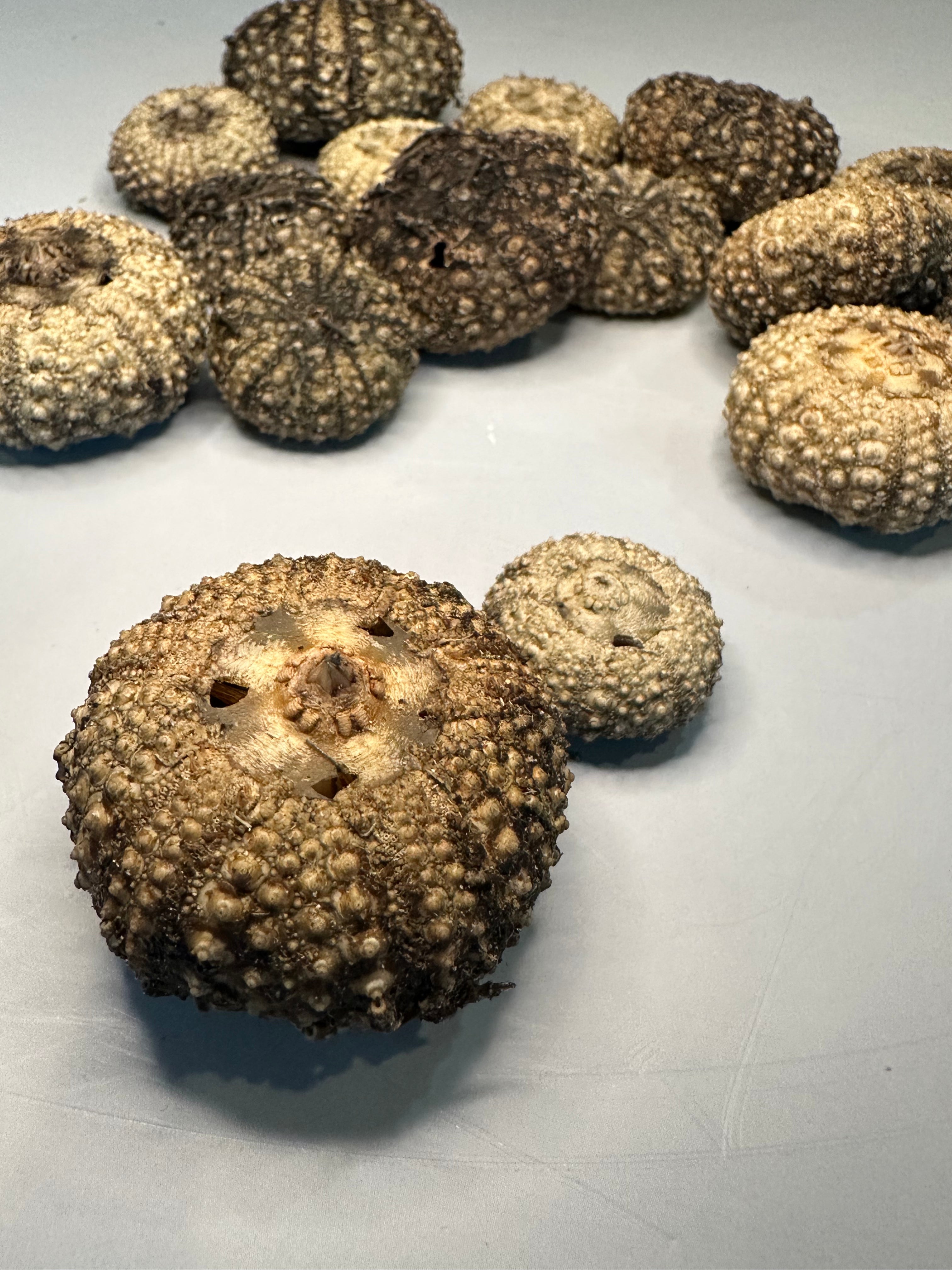Baby Black Sea Urchin Shells