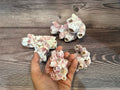 Gulf Coast Barnacles Small- 1-3" & 3-5" Clusters