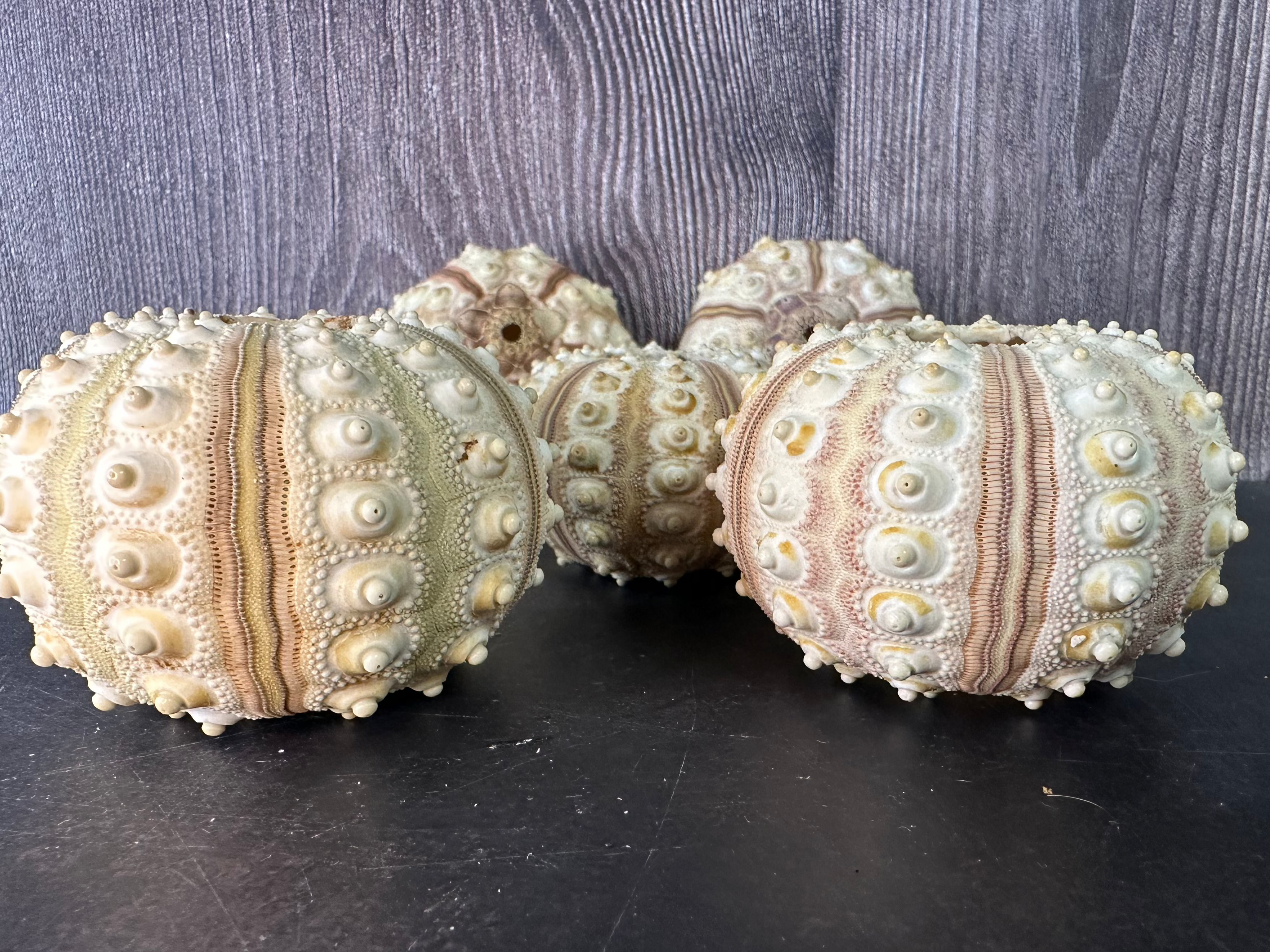 Tiger Sea Urchin Cream Sputnik Shell