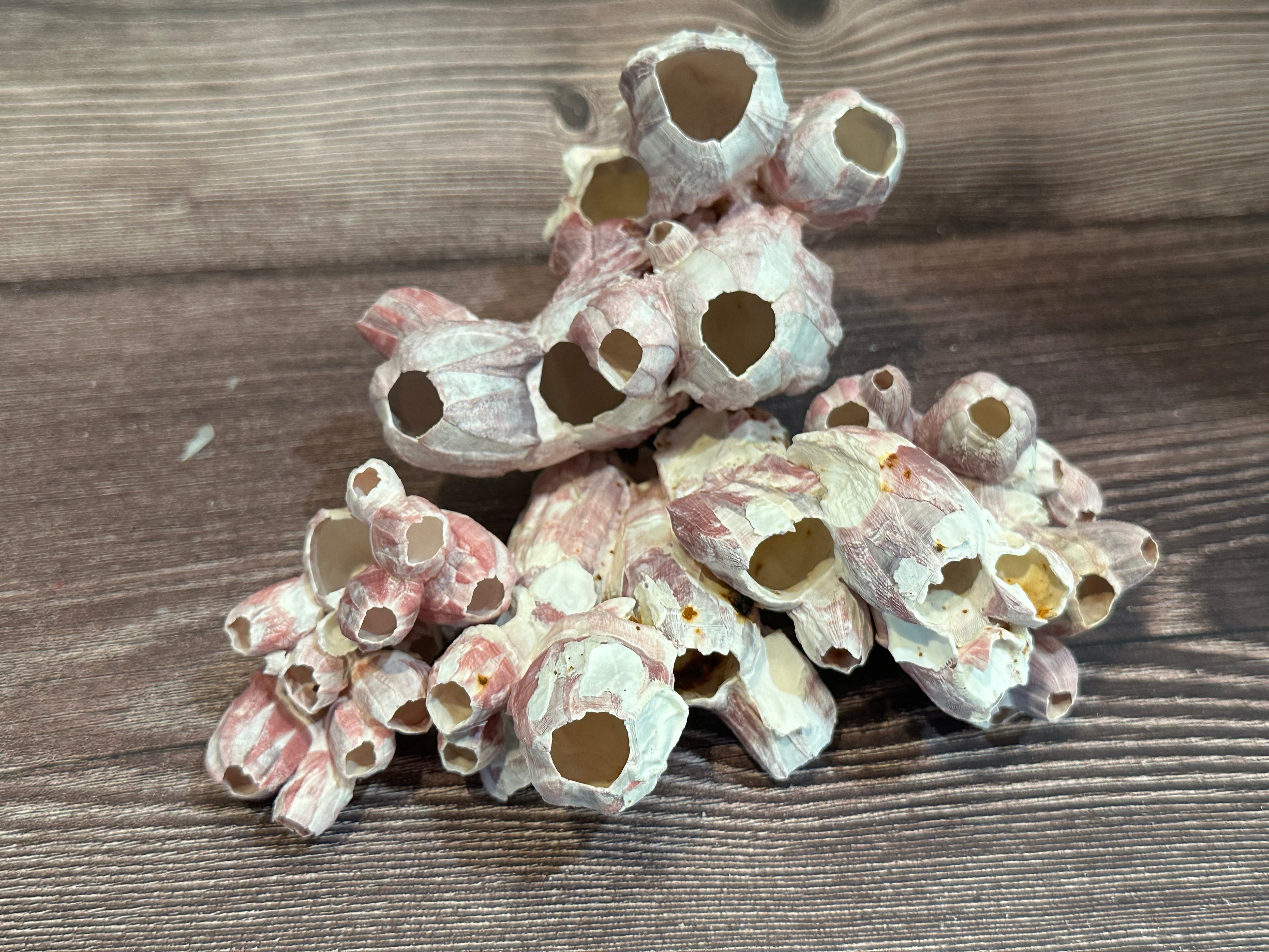 Gulf Coast Barnacles Small- 1-3" & 3-5" Clusters