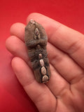 Small Cryptoplax oculata Chiton Display Shell – Documented Specimen from the Philippines