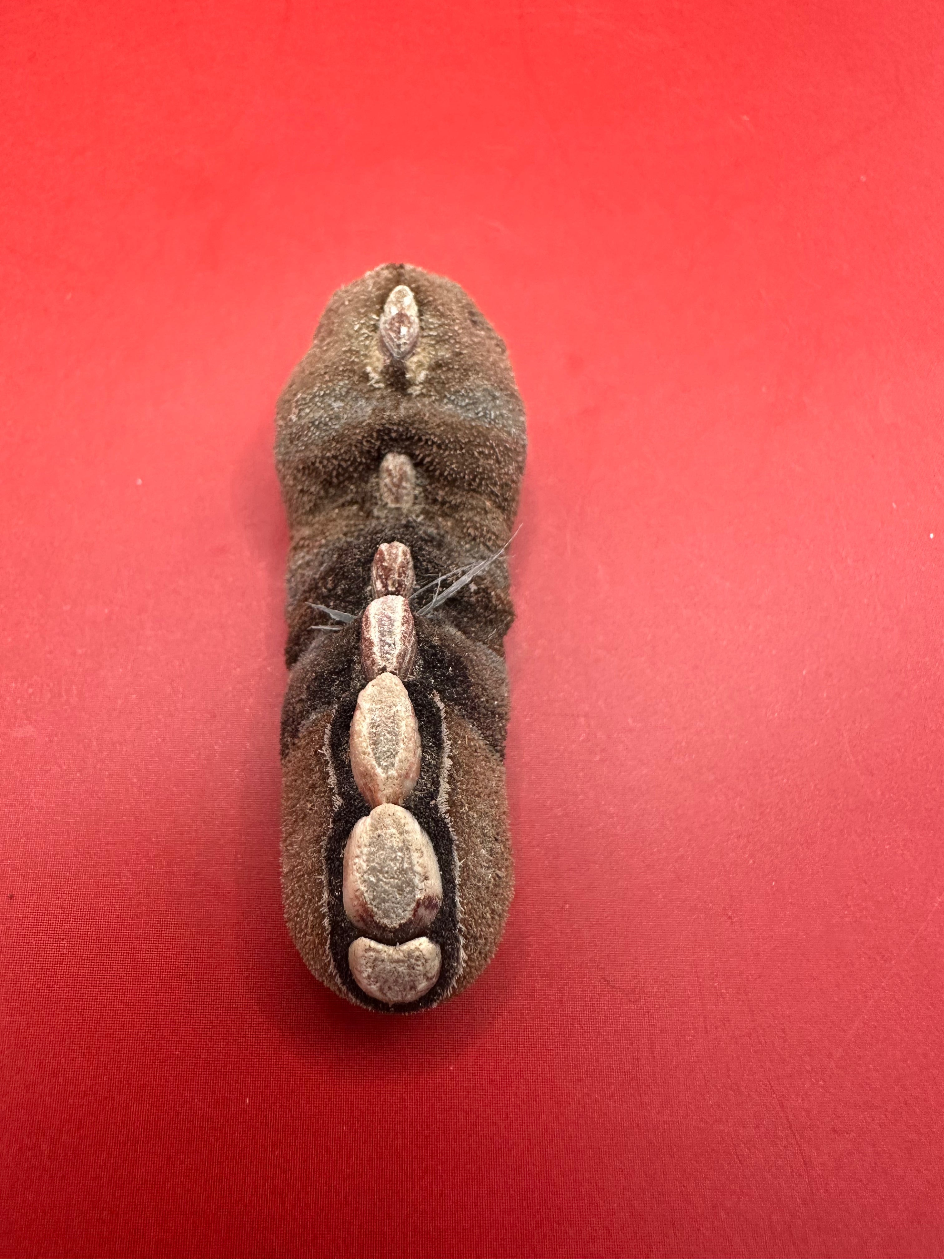 Small Cryptoplax oculata Chiton Display Shell – Documented Specimen from the Philippines