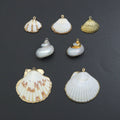 Associated Natural Seashell Pendant charm, Gold Trim Shell pendant charm, Assorted Seashells, Sku#EF823