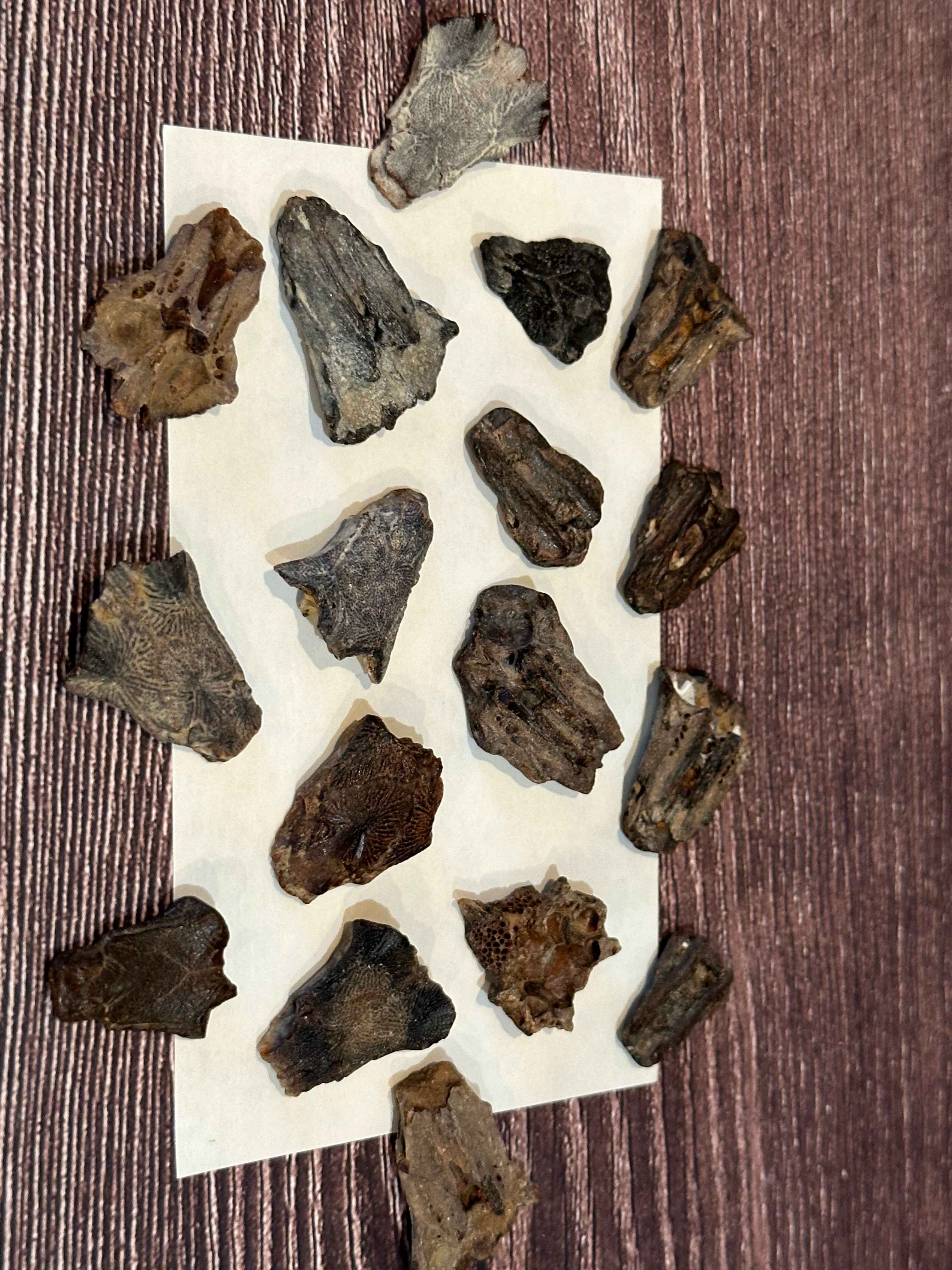 Port Aransas Fossilized Sea Robin Neurocranium