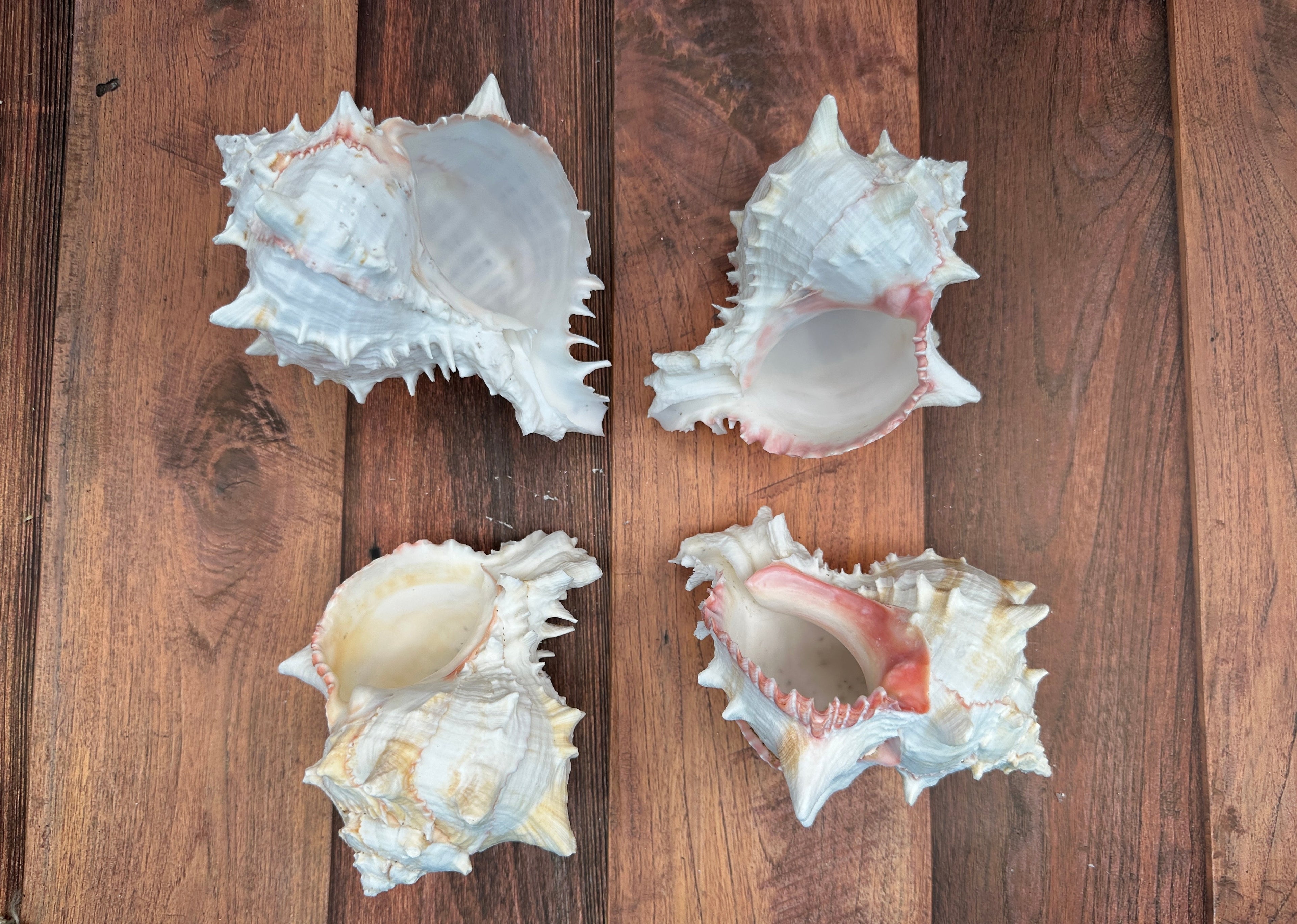 Cabbage Murex Shell – Hexaplex brassica