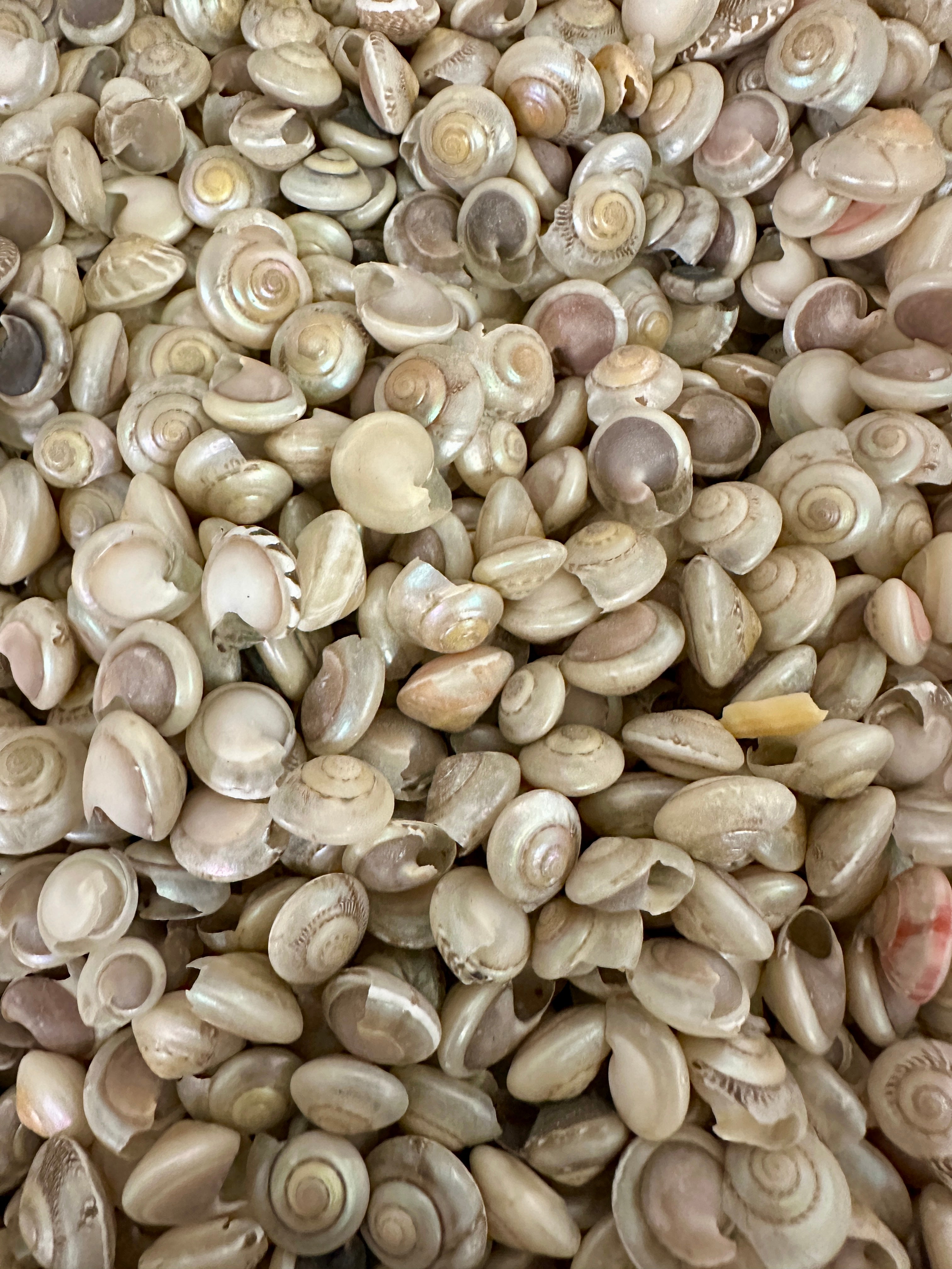 Bulk Pearl Umbonium Shells Button Snail – Small Craft Shells for DIY & Wedding Decor