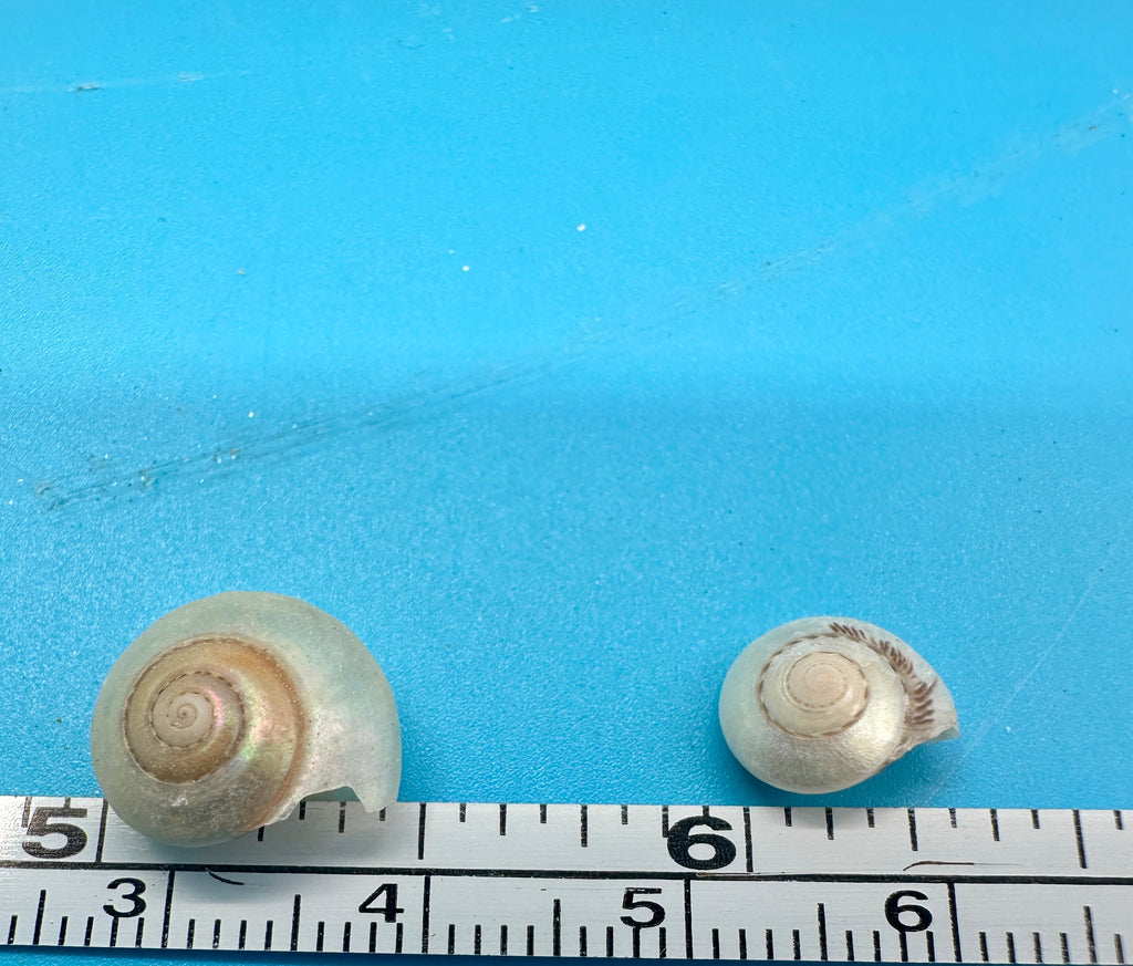Bulk Pearl Umbonium Shells Button Snail – Small Craft Shells for DIY & Wedding Decor