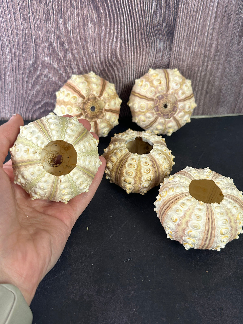 Tiger Sea Urchin Cream Sputnik Shell