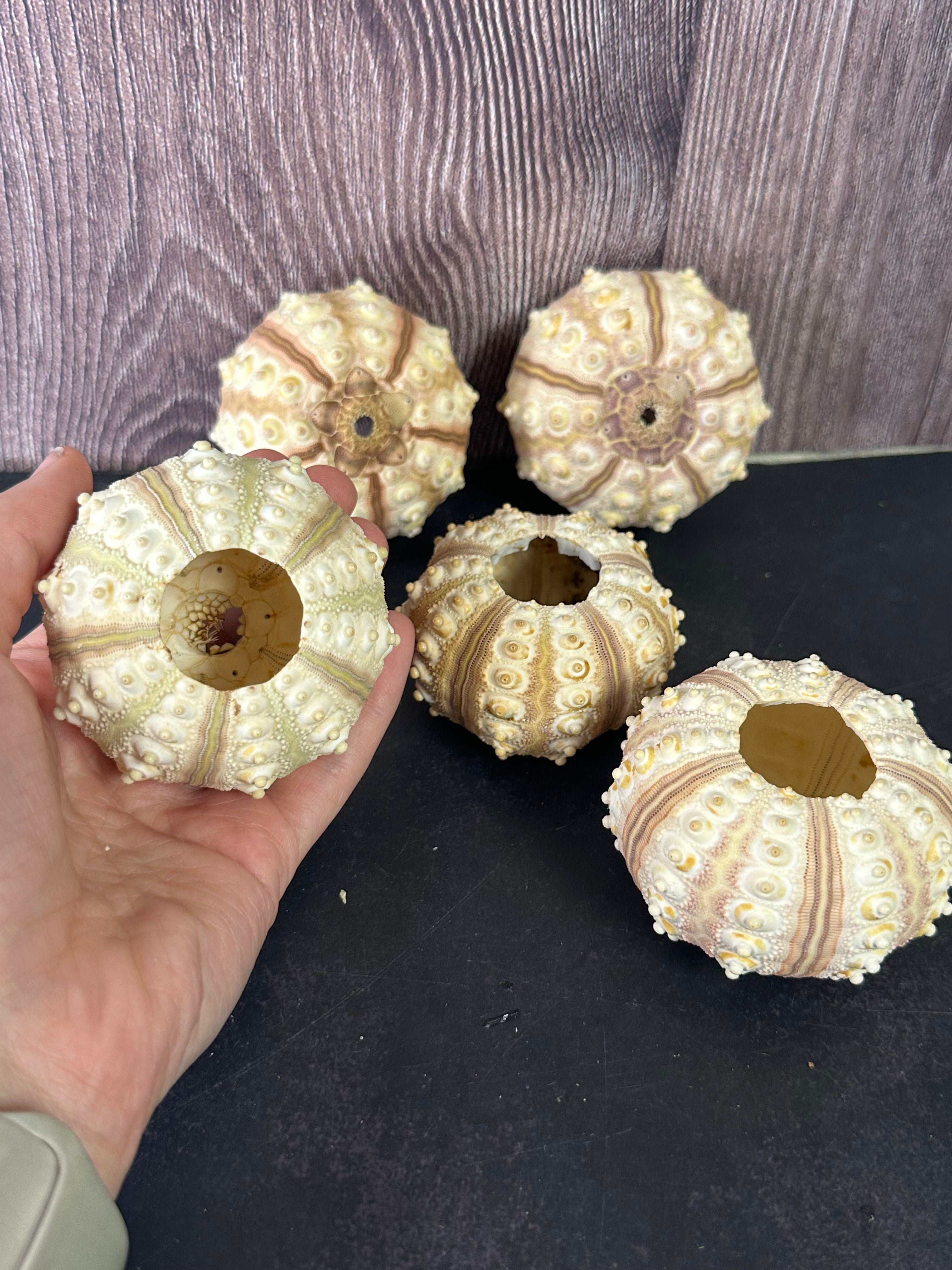 Tiger Sea Urchin Cream Sputnik Shell