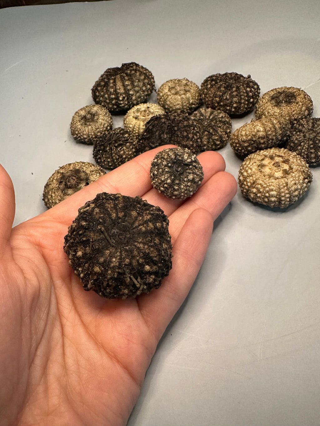 Baby Black Sea Urchin Shells