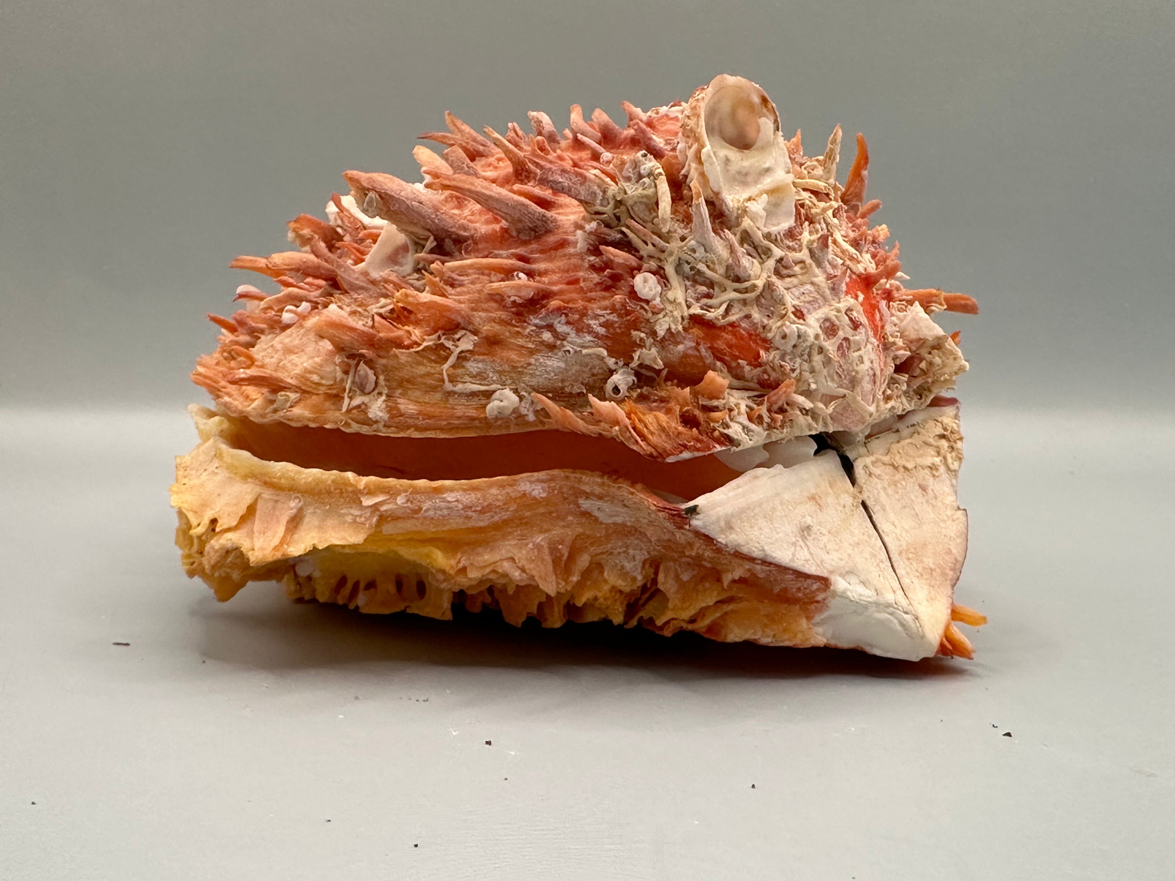 Spondylus Shell Pair 5" - Exact Shell Shown