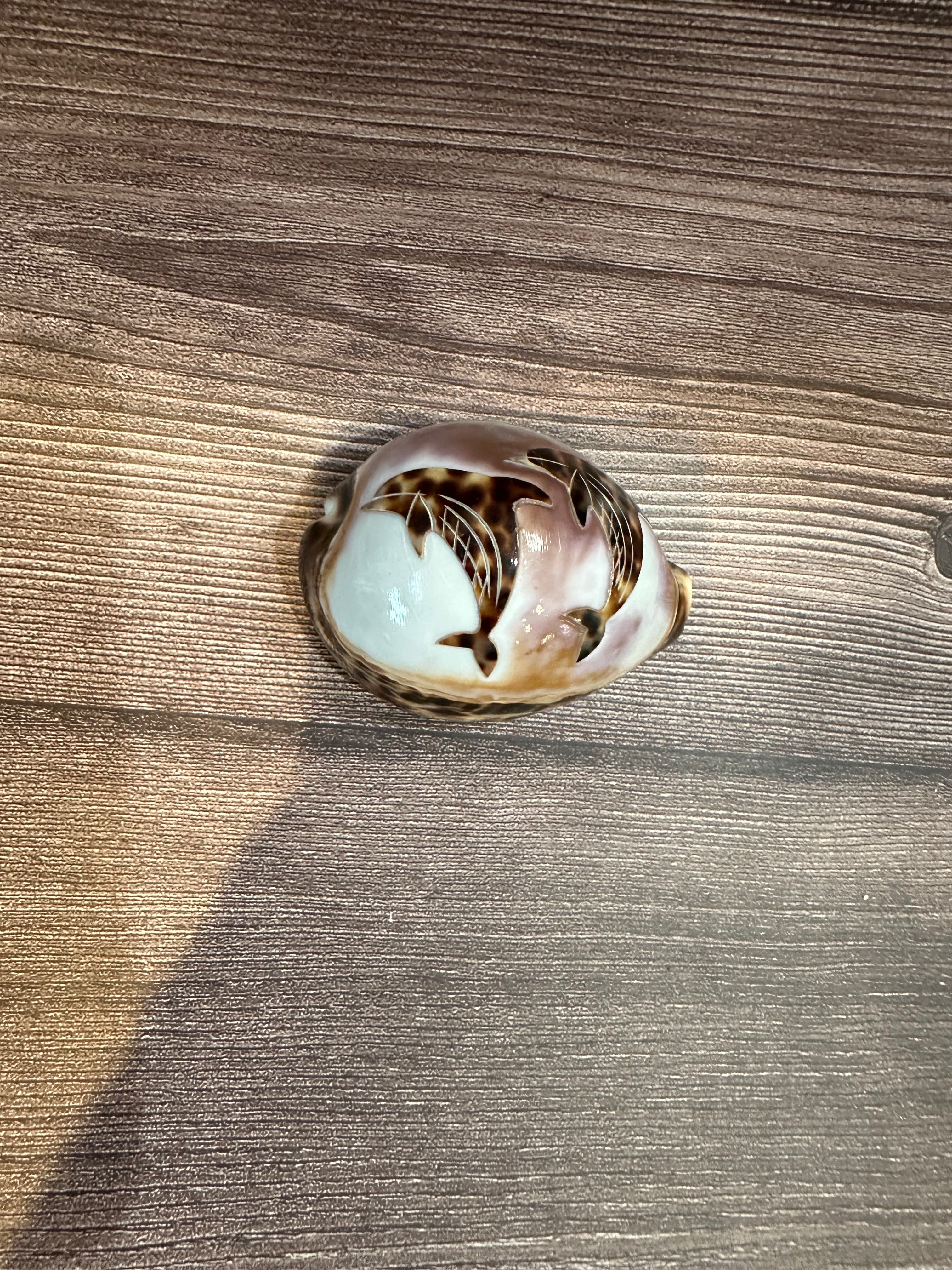 Large Carved Cowrie Shells