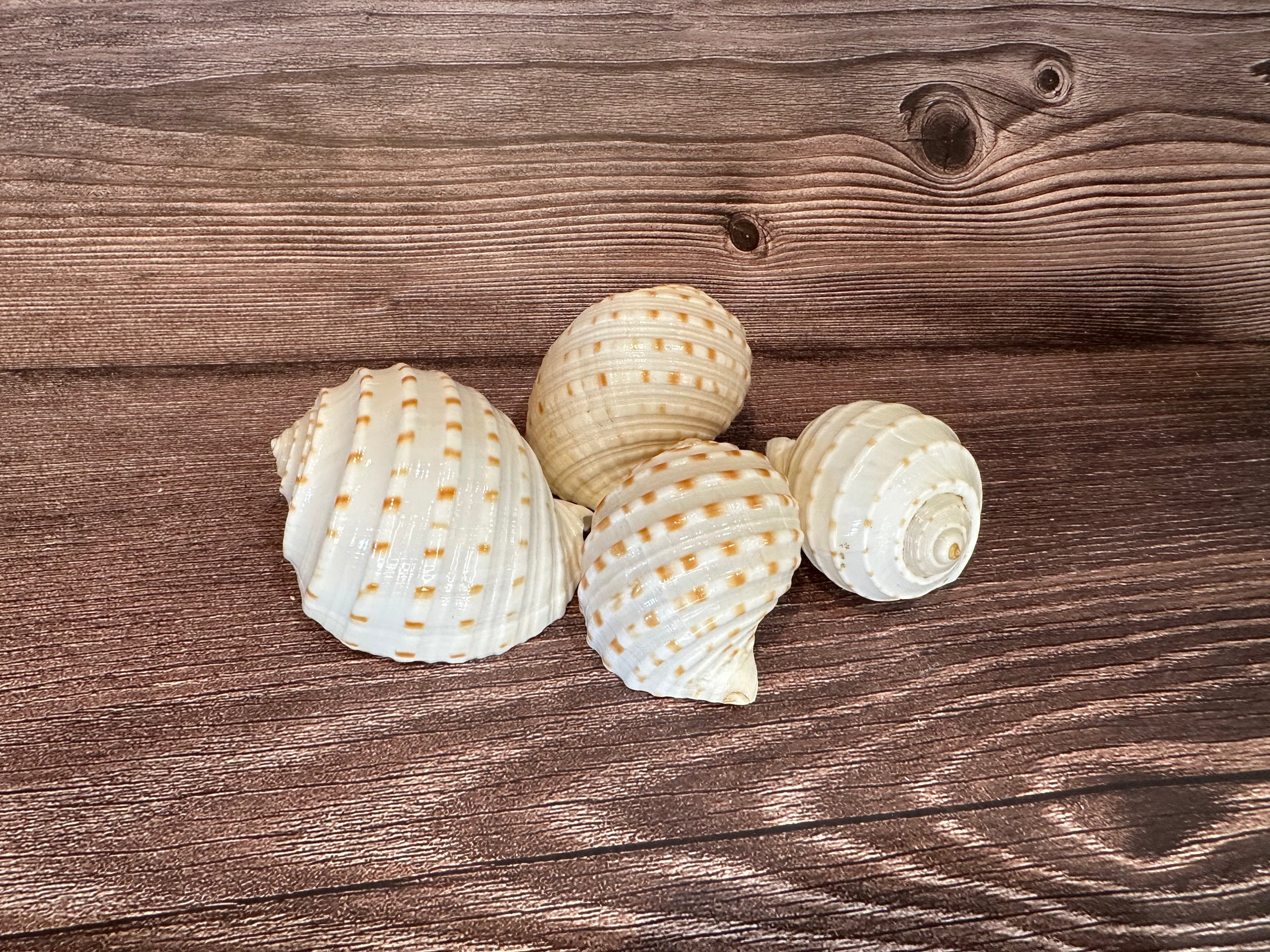 Spotted Tonna Shells (Tonna Tesselata)