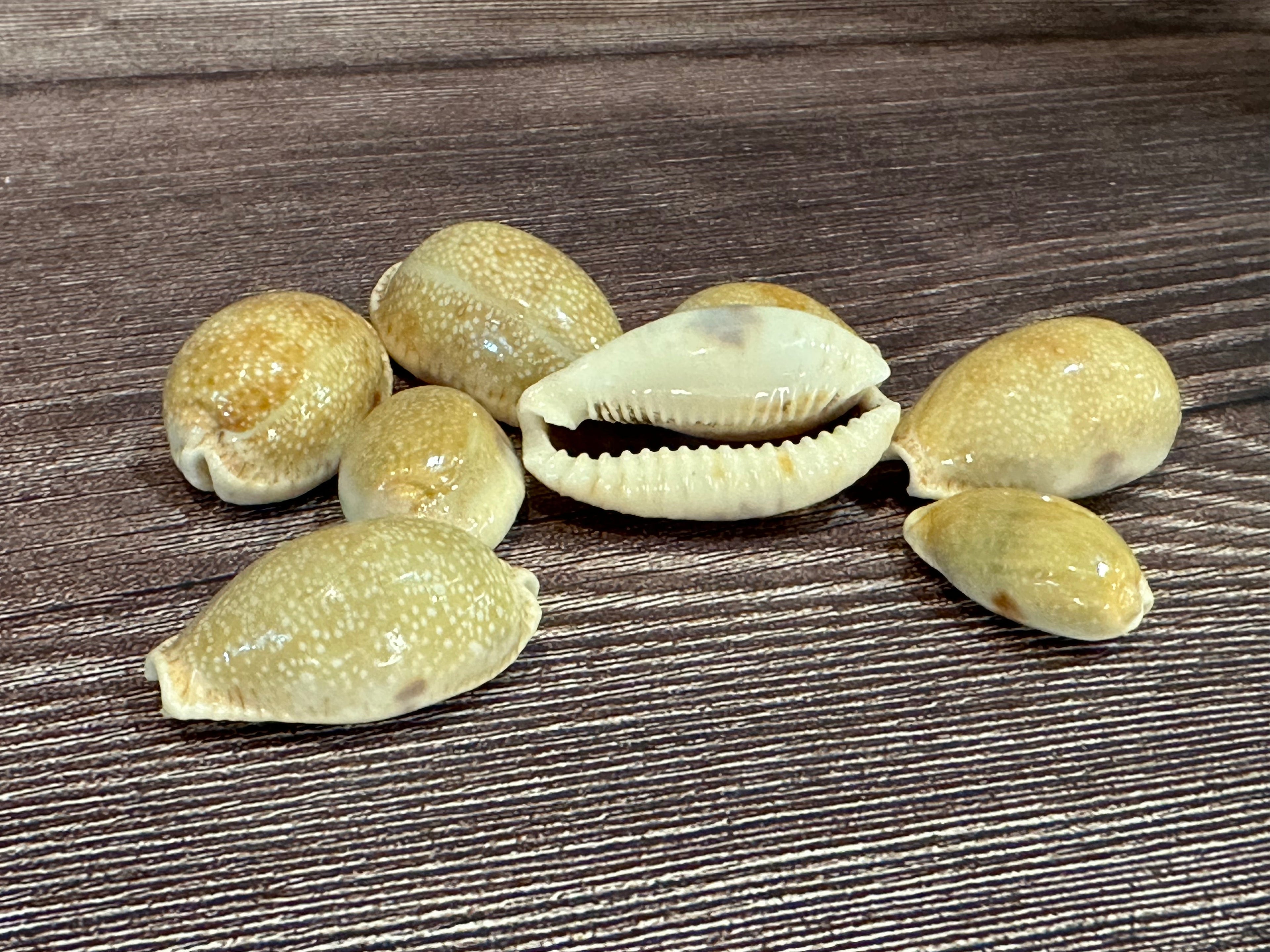 Eroded Cowrie Shell (Erronea caurica)