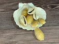 Eroded Cowrie Shell (Erronea caurica)