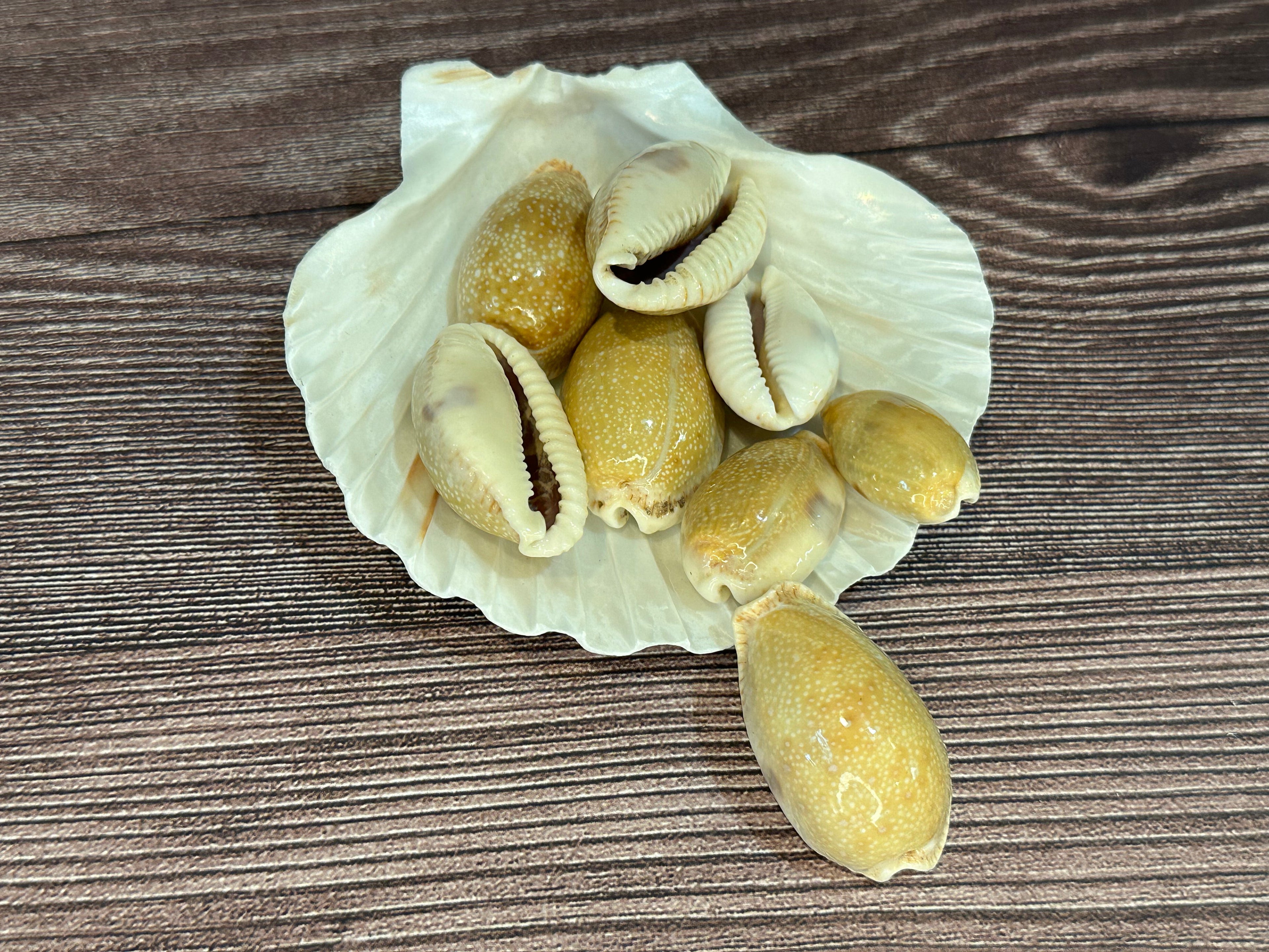 Eroded Cowrie Shell (Erronea caurica)