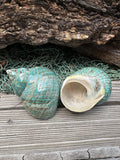 Large Polished Jade Turbo Shell - Turbo burgessi