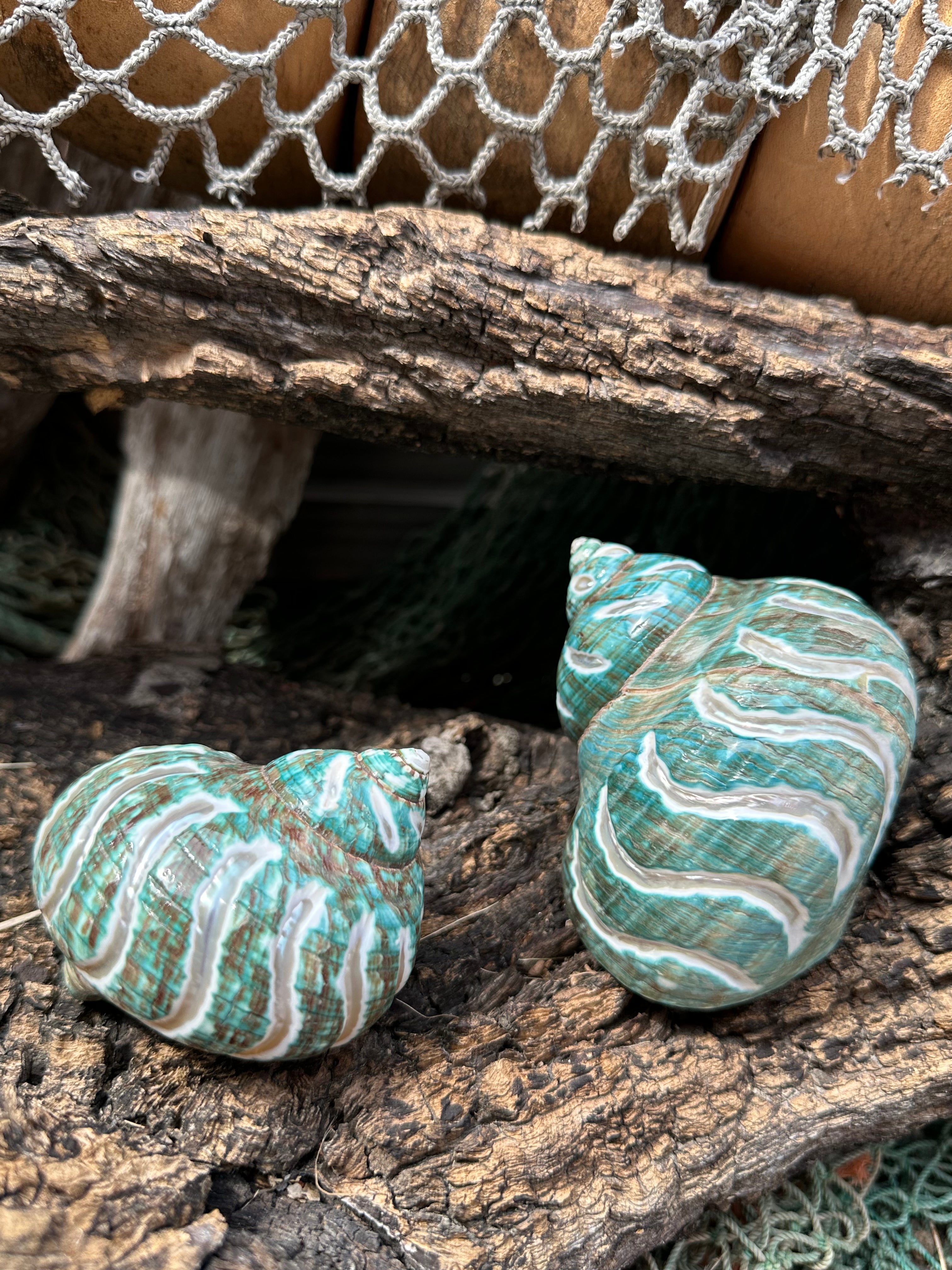 Large Carved Polished Jade Turbo Shell - Turbo burgessi