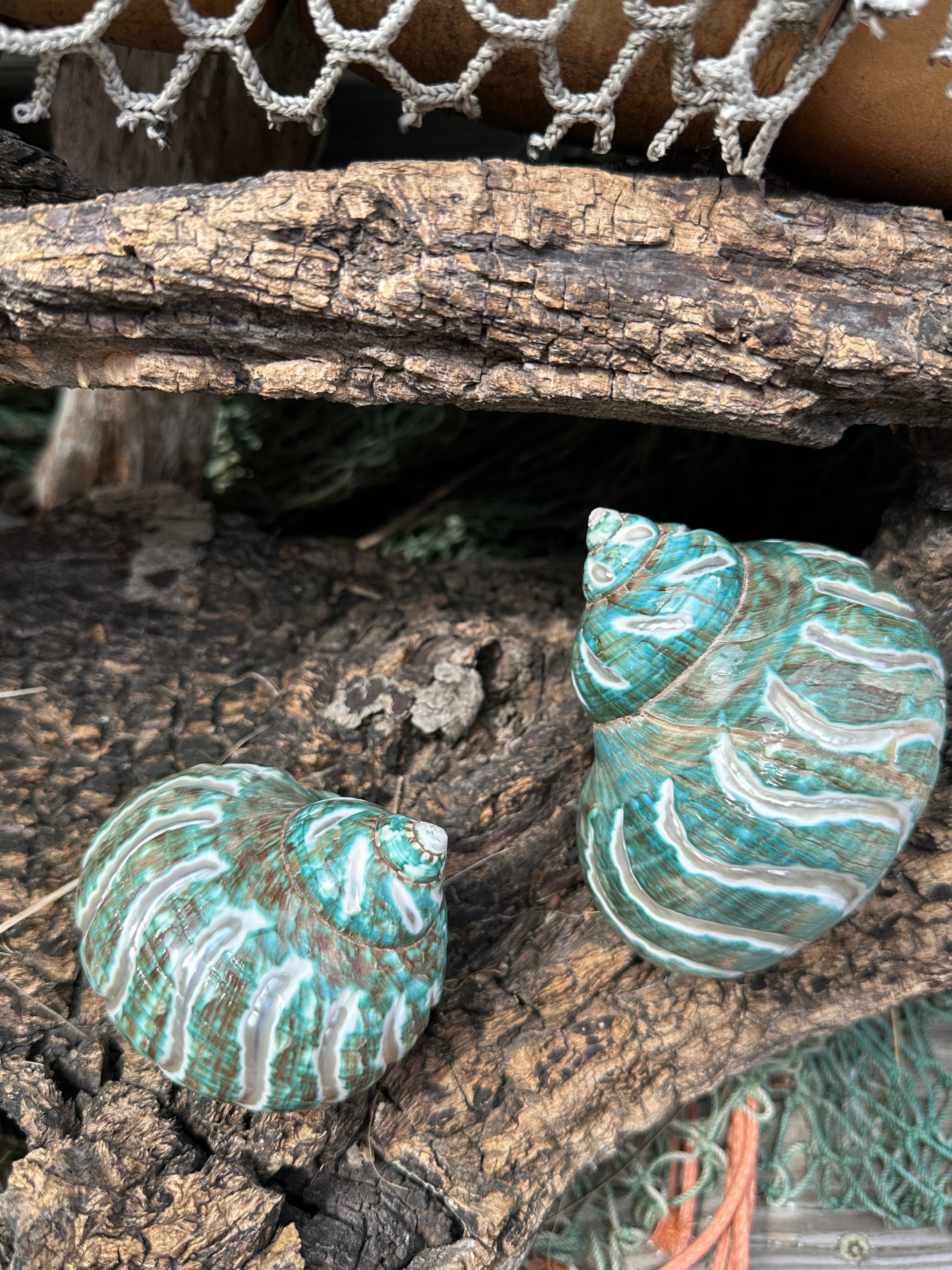 Large Carved Polished Jade Turbo Shell - Turbo burgessi