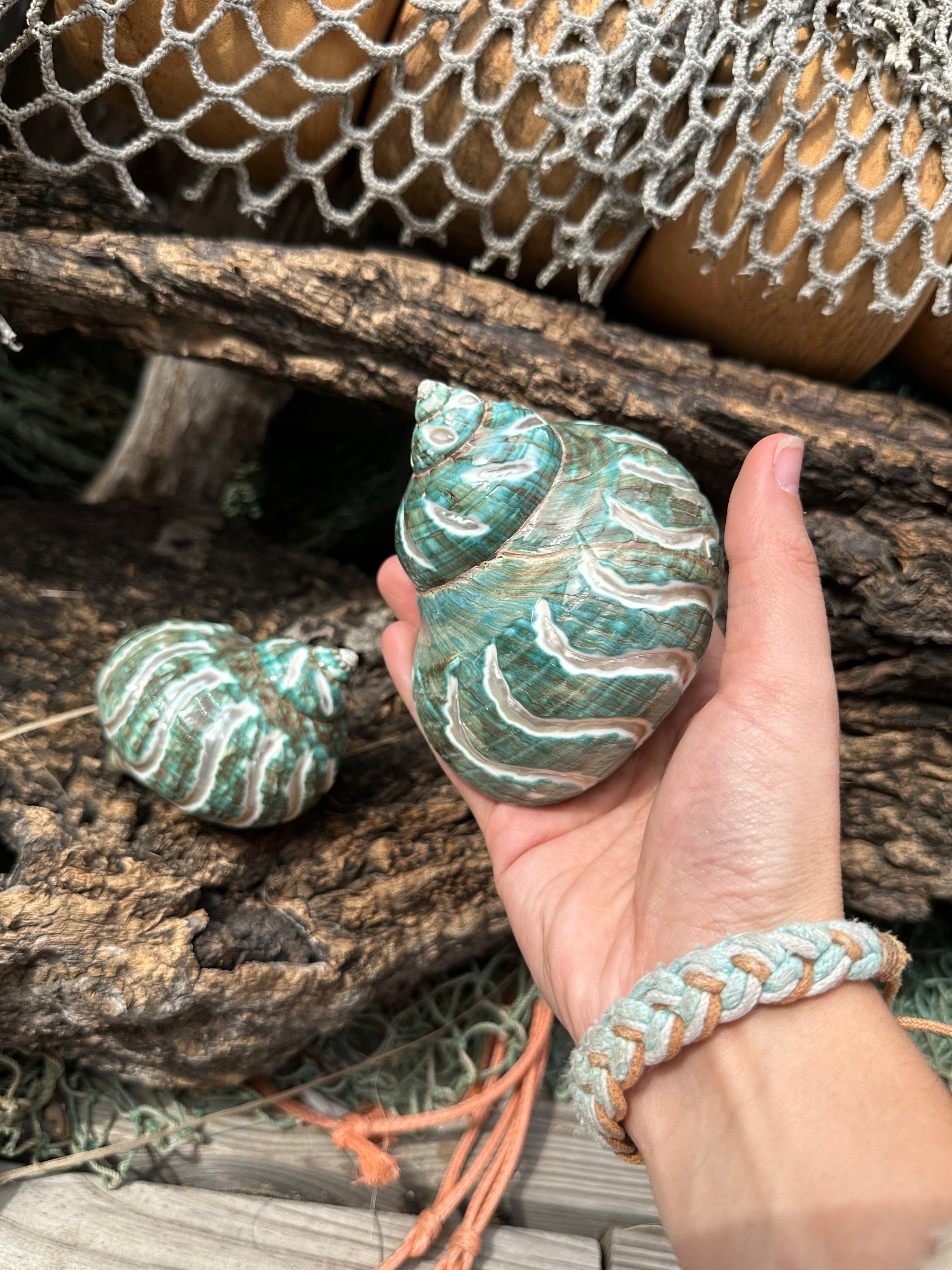 Large Carved Polished Jade Turbo Shell - Turbo burgessi