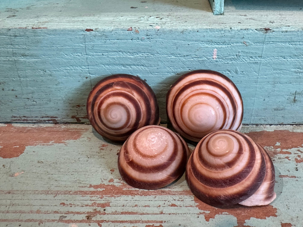 Banded Caracol Land Snail Shell