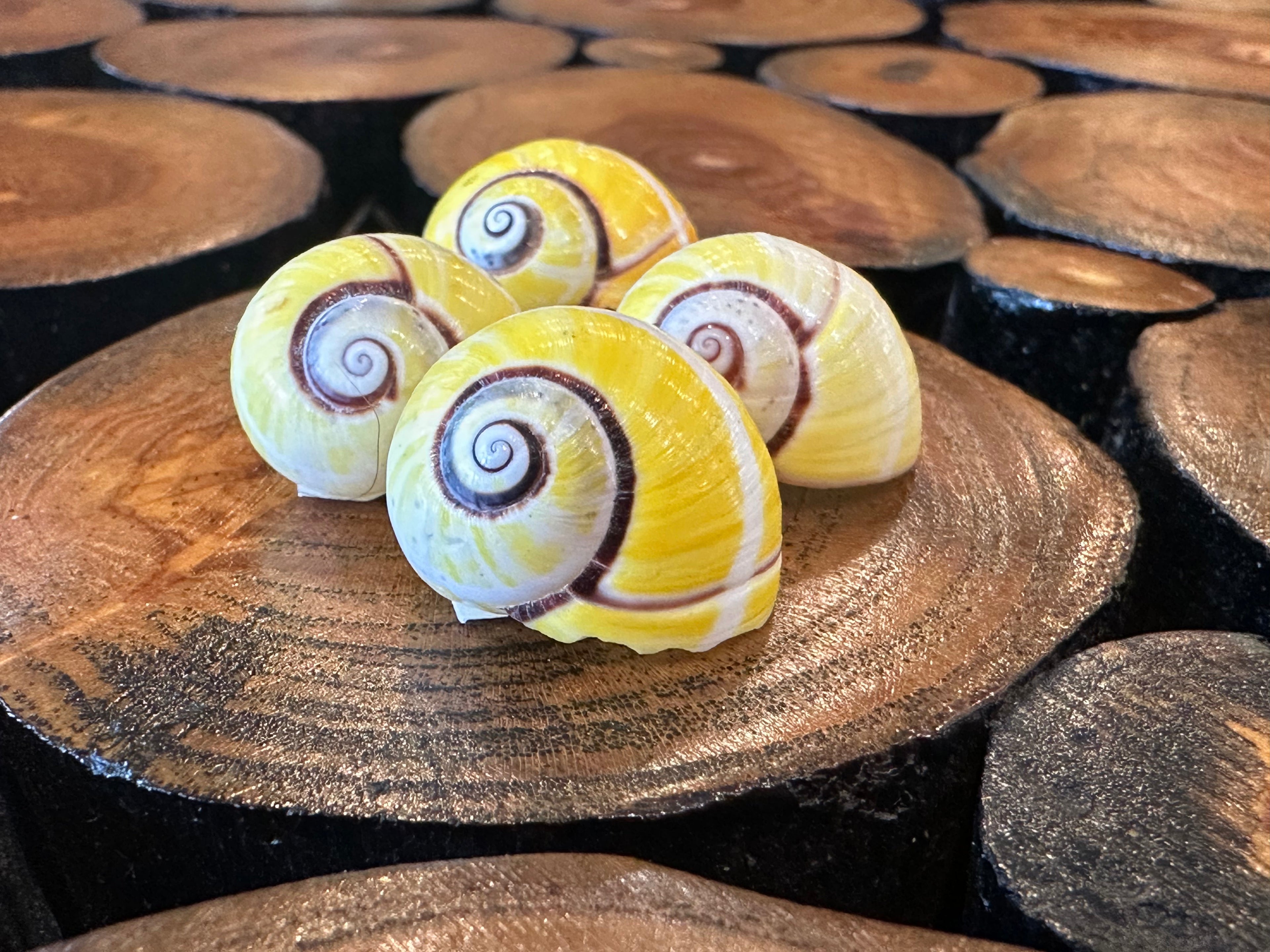 Yellow Polymita picta Shell with Stripe