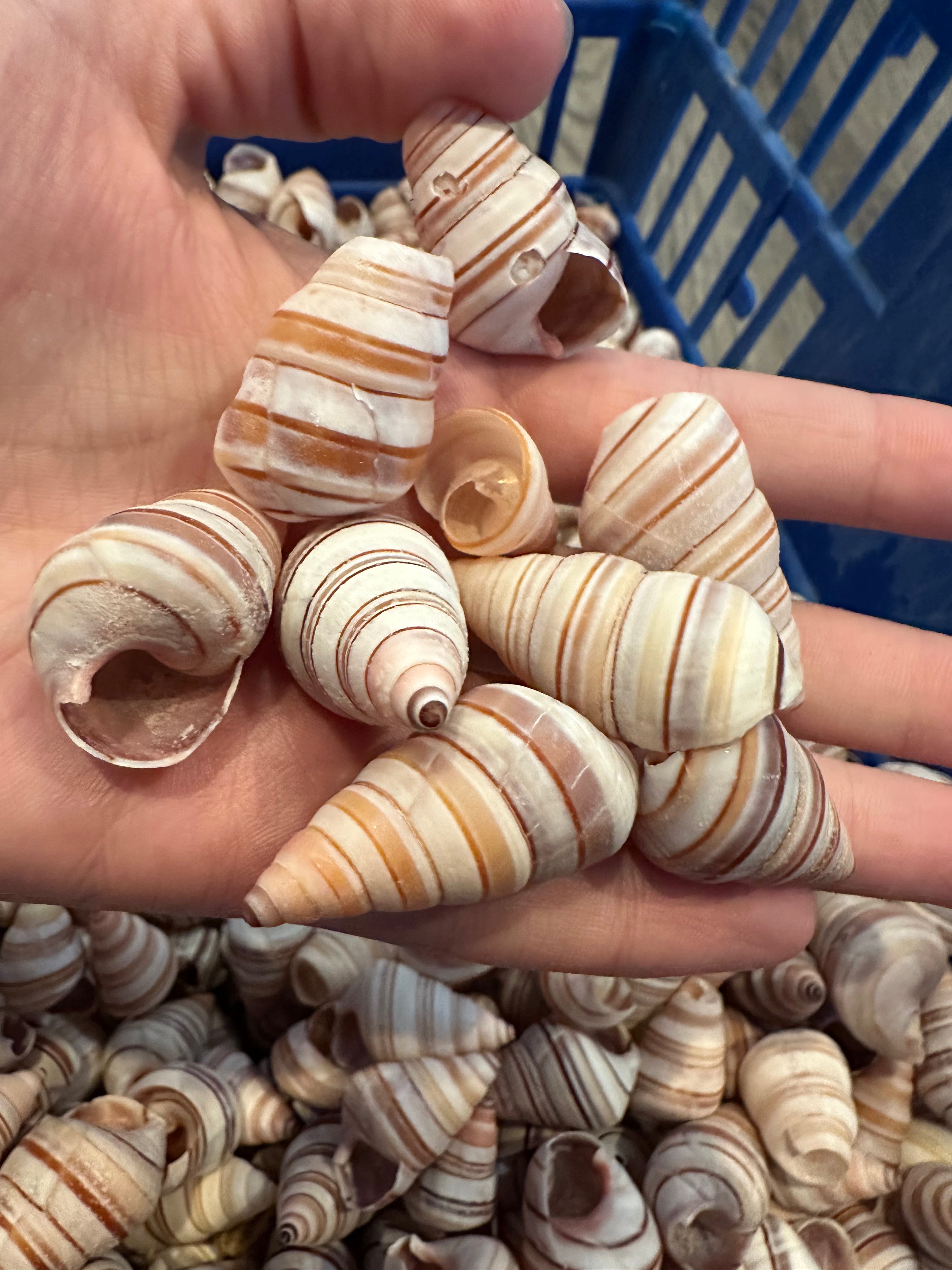 Assorted Liguus Tree Land Snail Shells