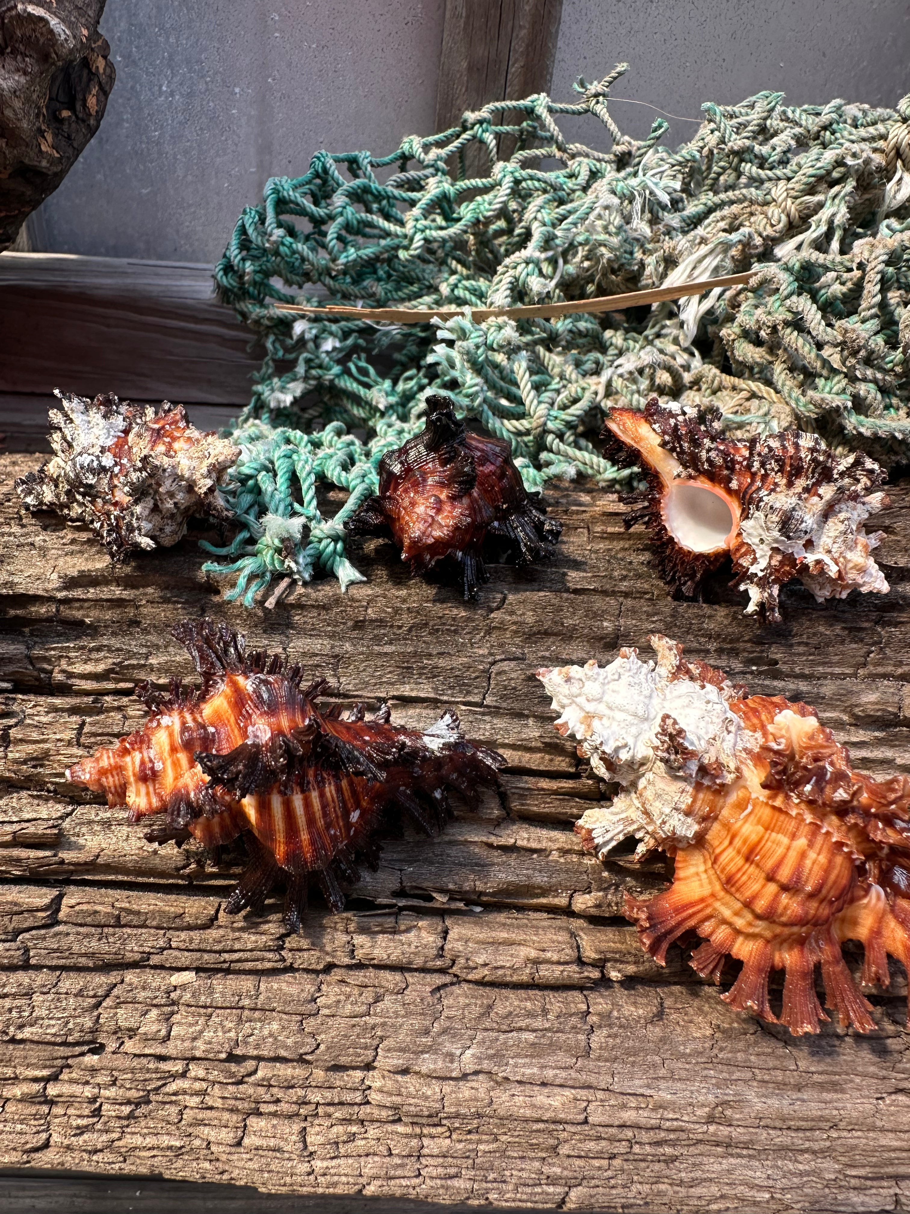 Adusta Murex, Burnt Murex - Chicoreus brunneus