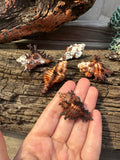Adusta Murex, Burnt Murex - Chicoreus brunneus