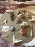 Mystery Shell Dig Bottle