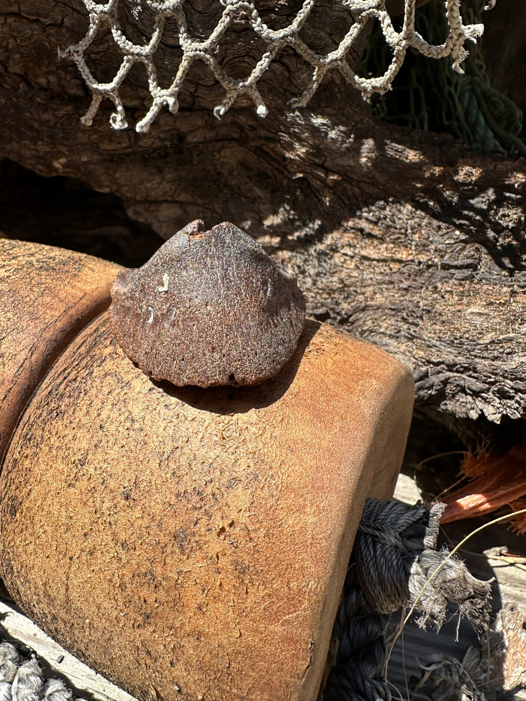 Fossilized Horse or Bison Hoof Core, Port Aransas, TX