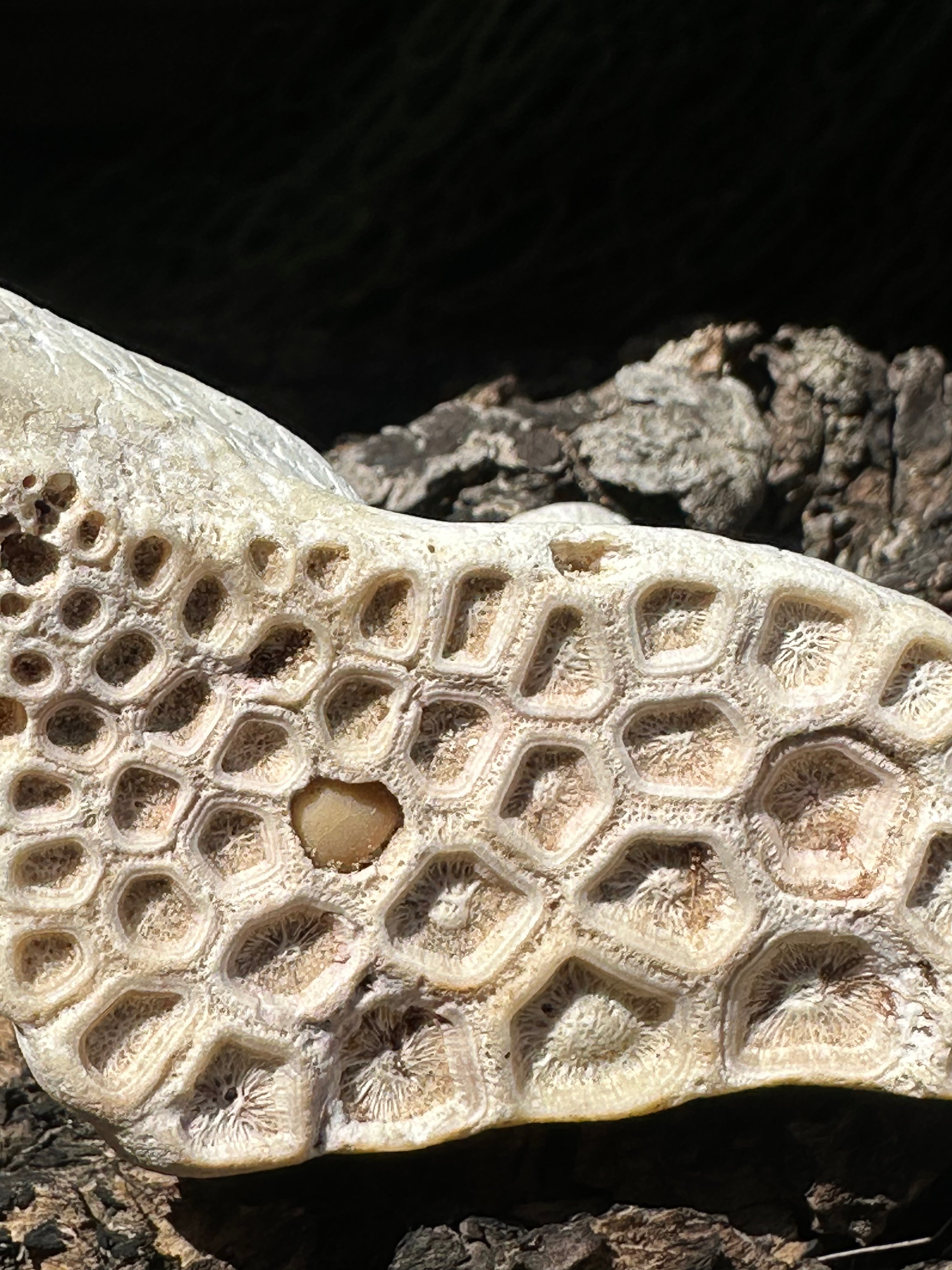Fossilized Drum Mouth Plate