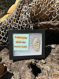 Fossilized Drum Mouth Plate with Display Case
