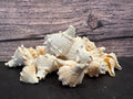 Juvenile Melongena Bispinosa Shells
