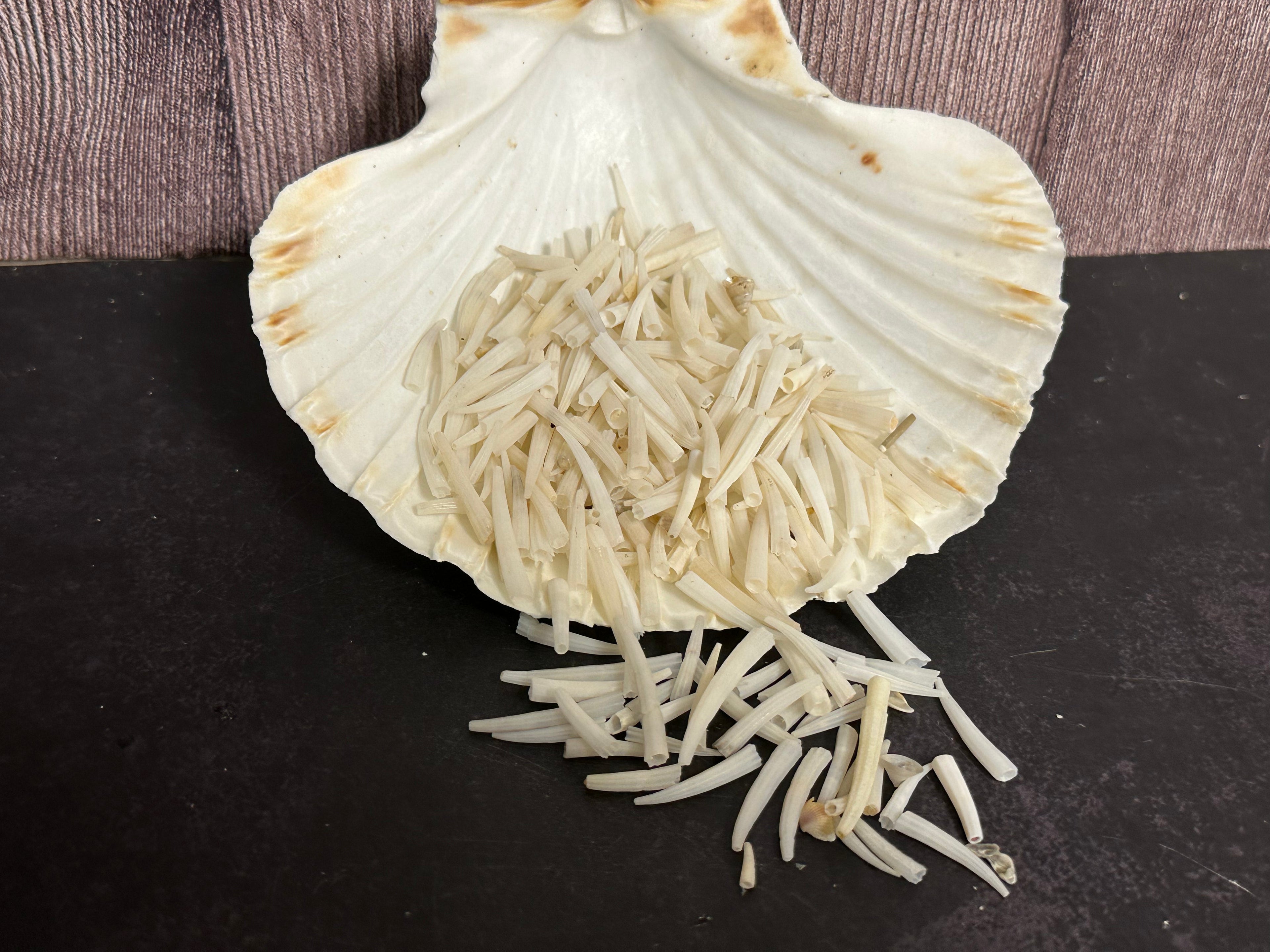 Tusk Shells- Dentalium/ White or Dyed Colorful
