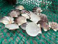Assorted White and Black Scallop Shells