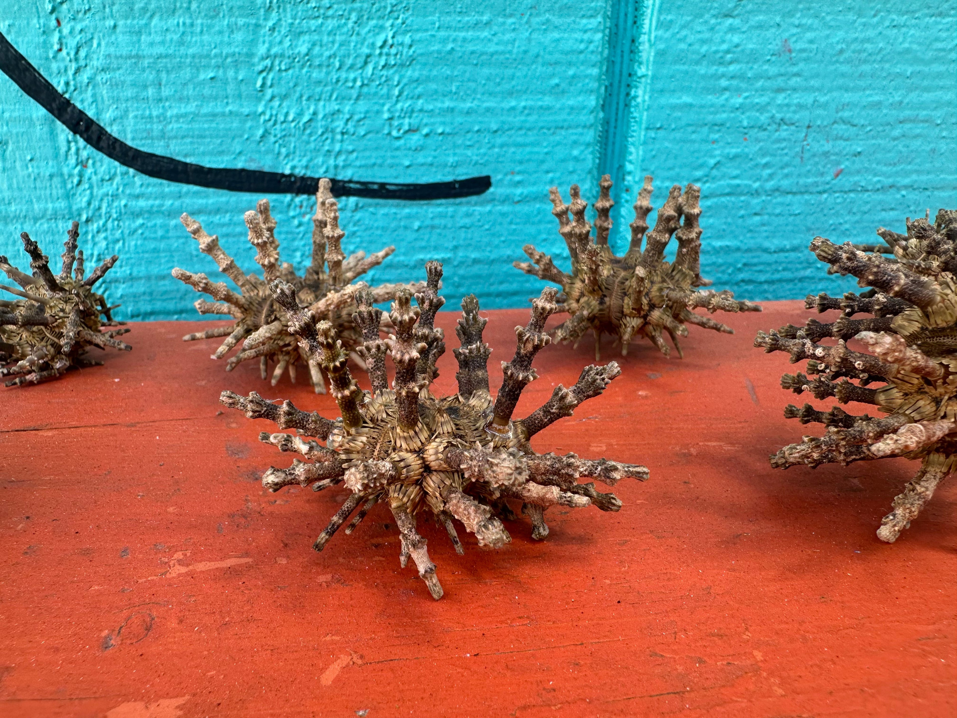 Small Green Sputnik Urchin Shell with Spines