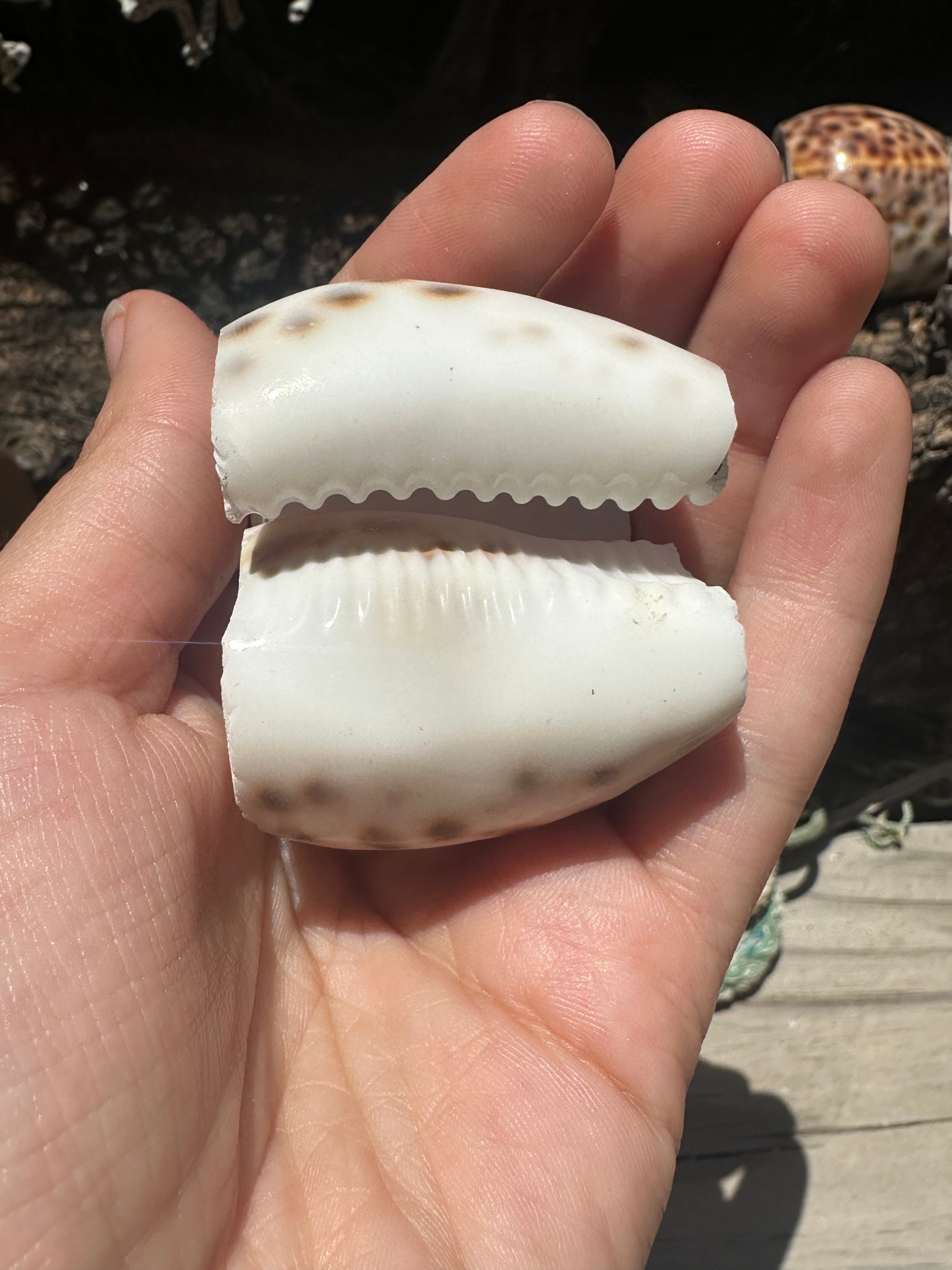 Vintage Sliced Tiger Cowrie Shell