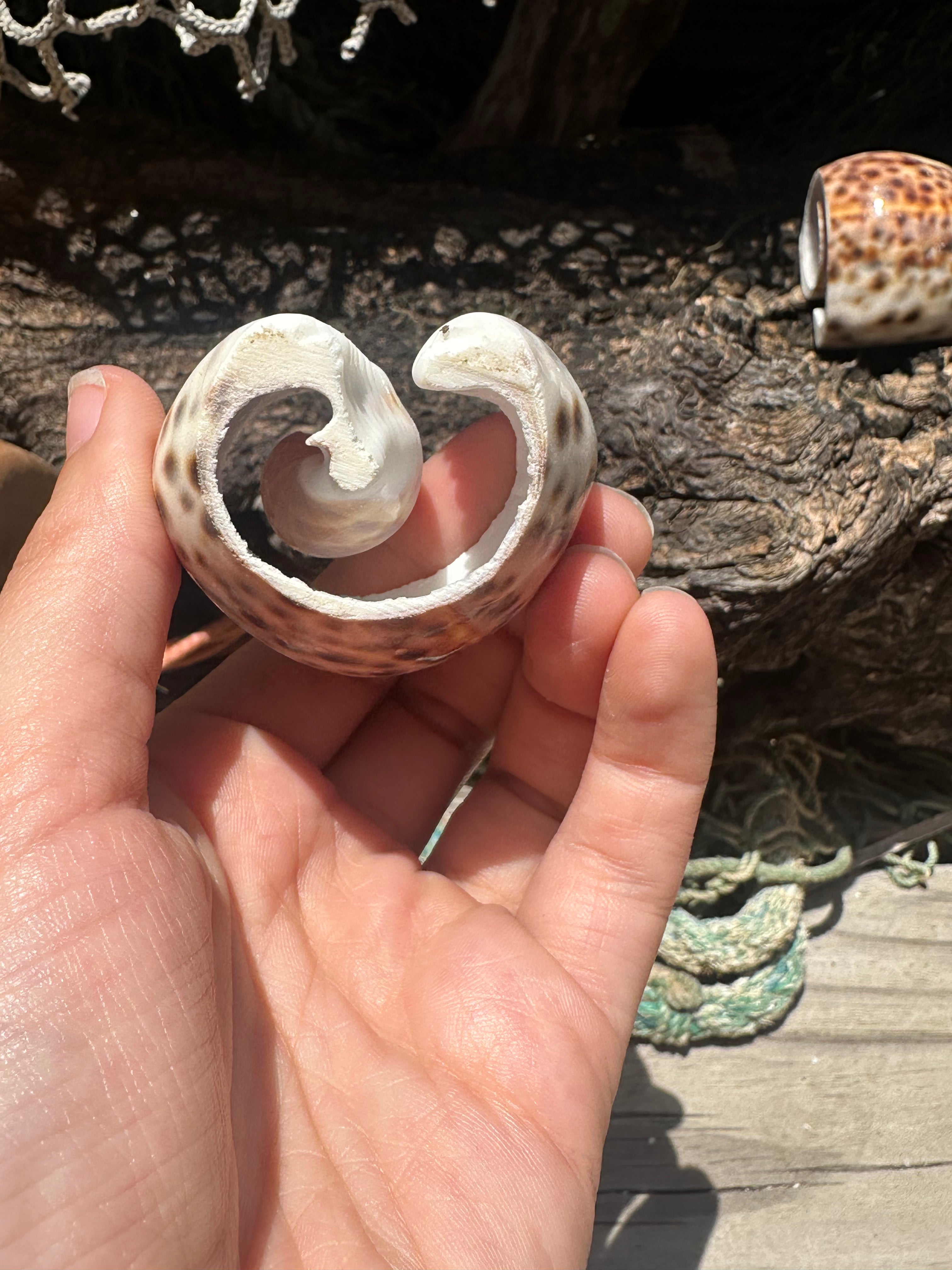 Vintage Sliced Tiger Cowrie Shell