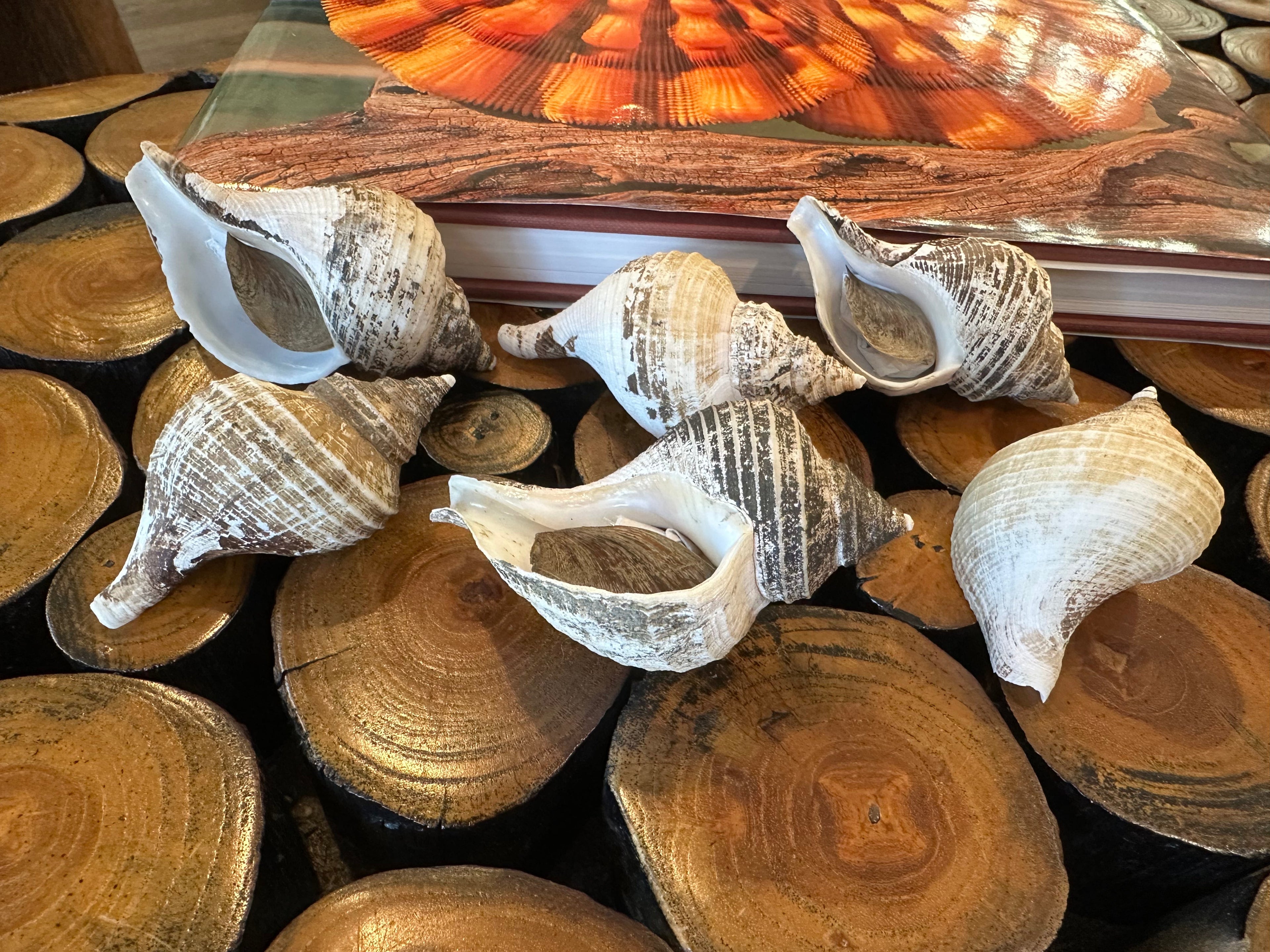 Small Neptune Shell with Documentation & Operculum - Neptunea kuroshio