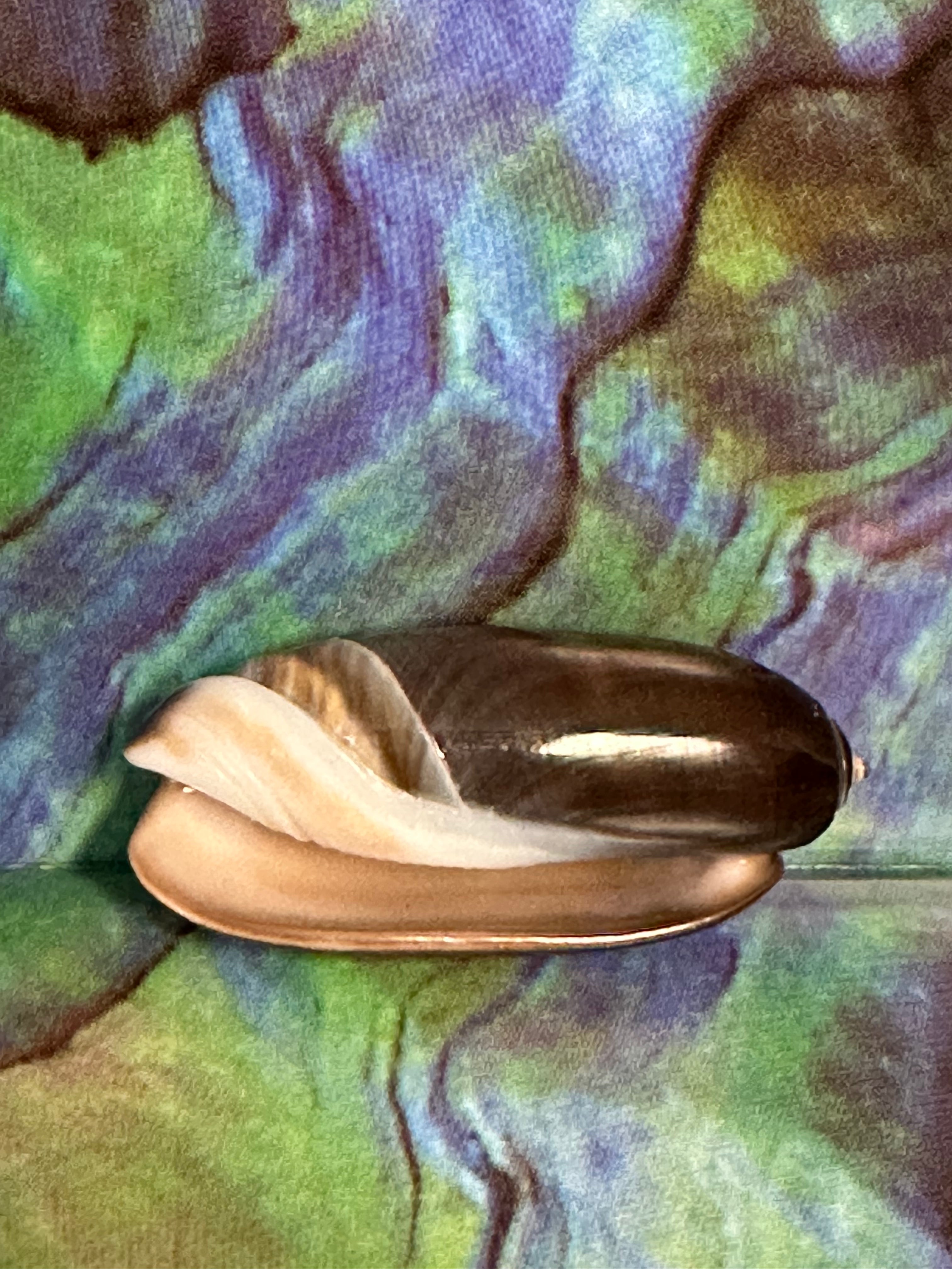 Oliva oliva (Black Variety) with Documentation, E. Java, Indonesia 2024