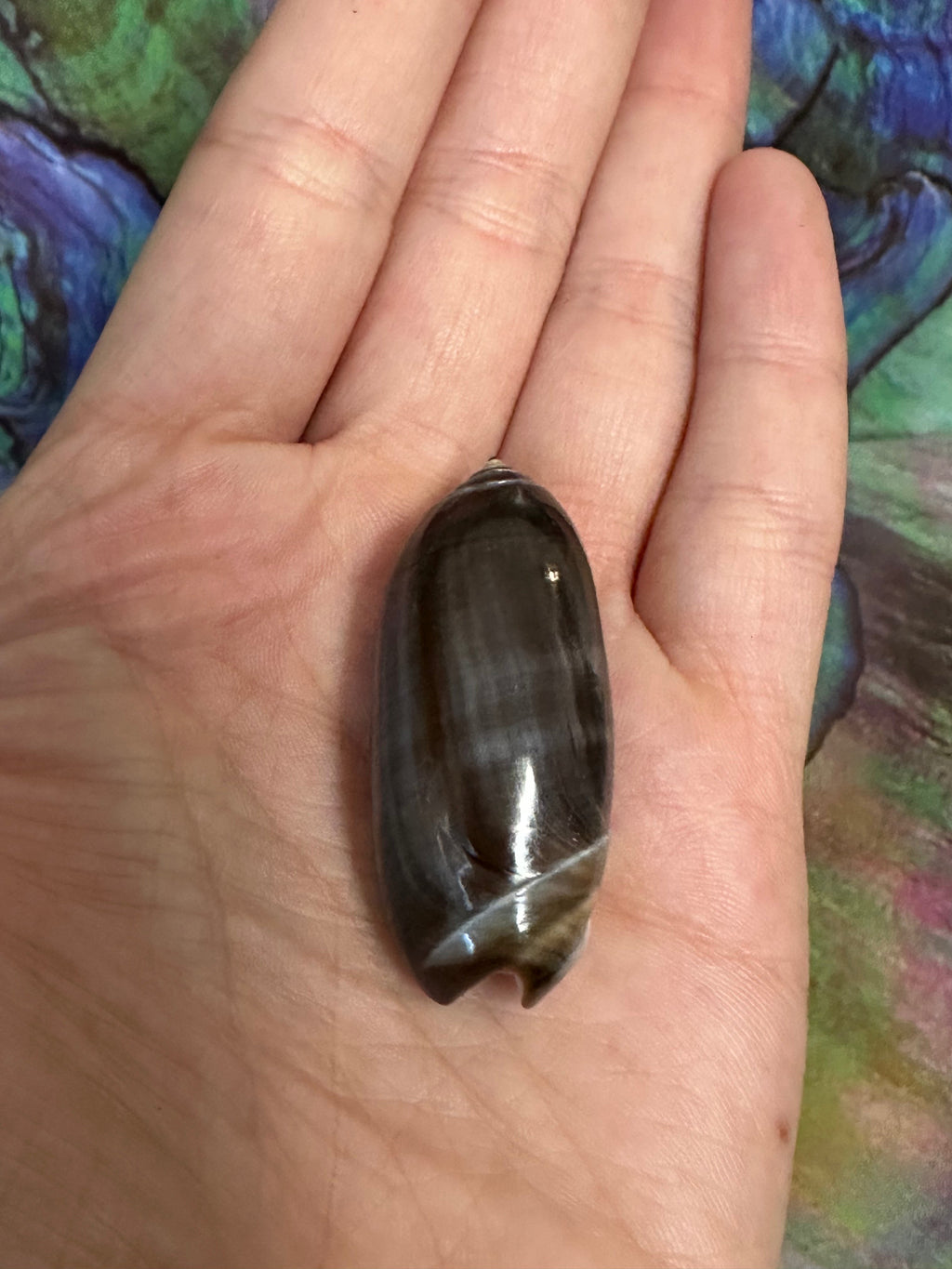 Oliva oliva (Black Variety) with Documentation, E. Java, Indonesia 2024