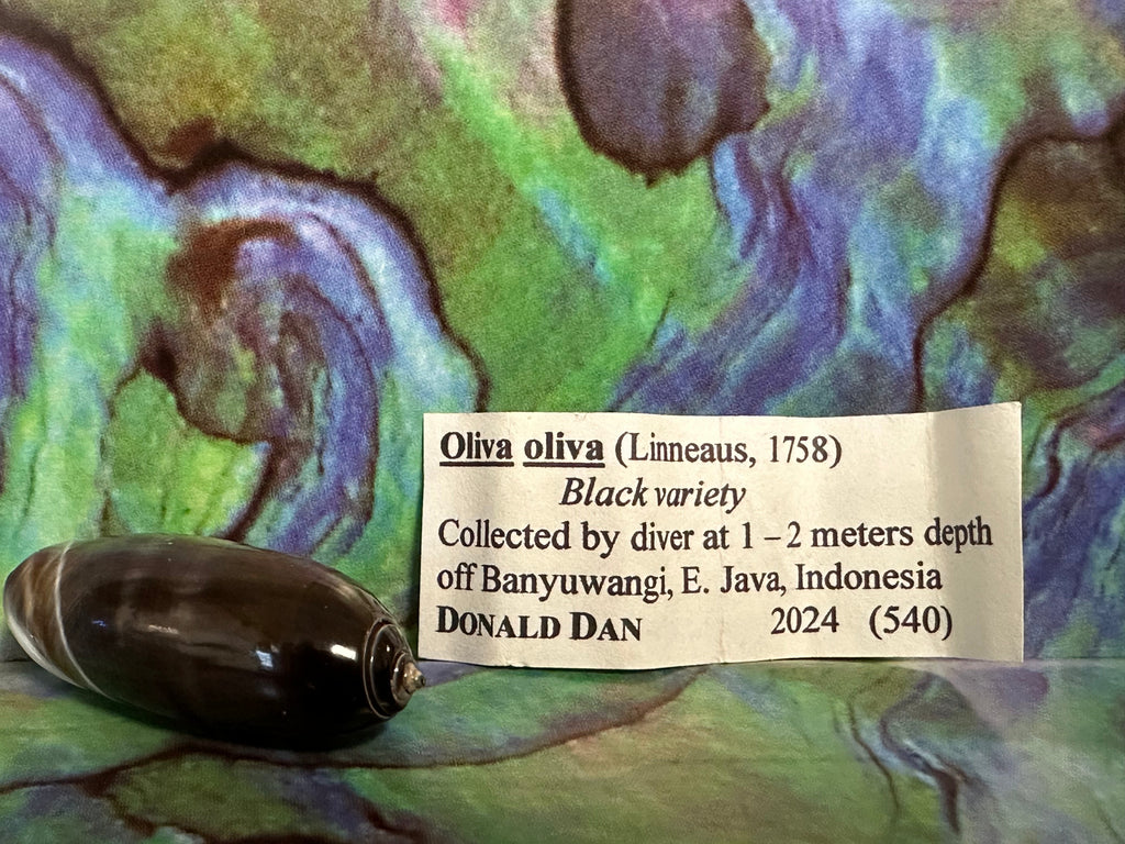 Oliva oliva (Black Variety) with Documentation, E. Java, Indonesia 2024