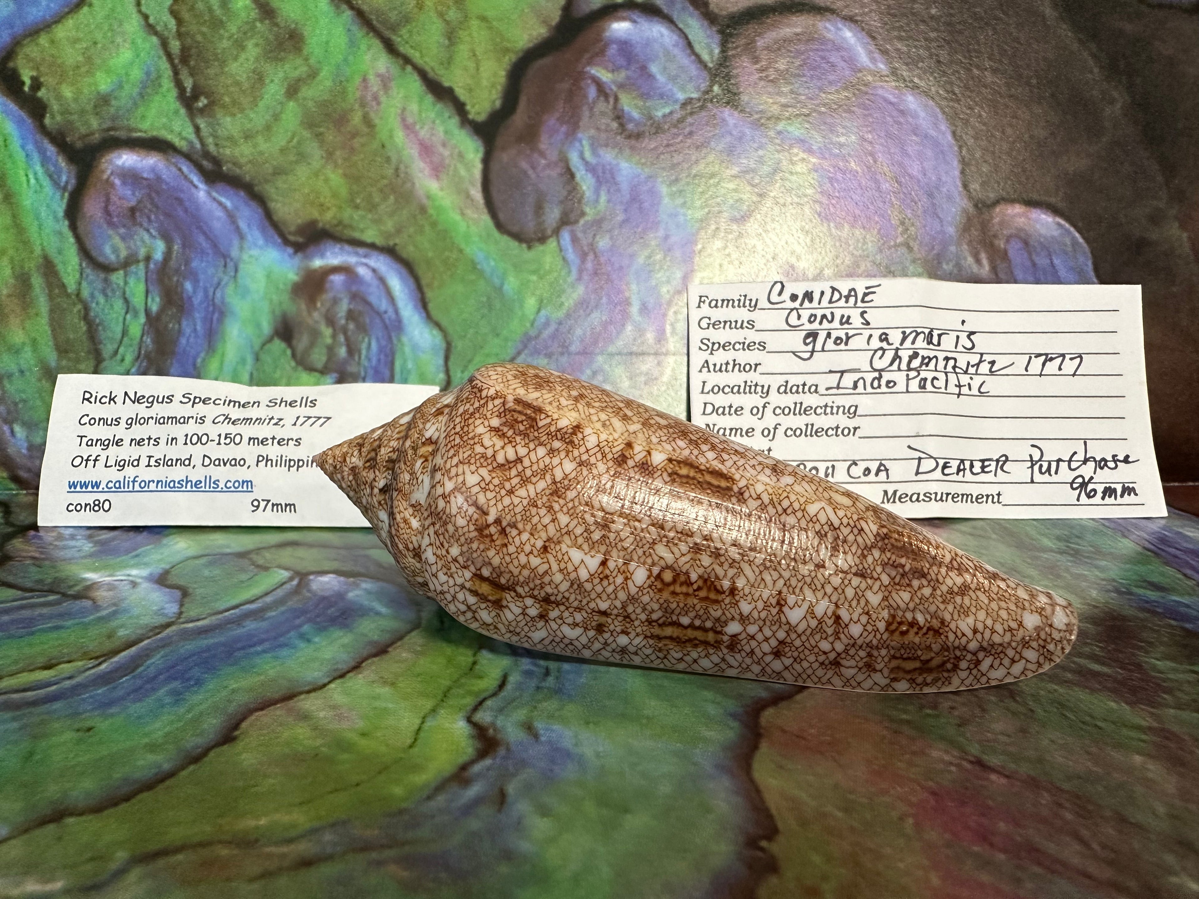 Glory Cone with Documentation- Conus gloriamaris, Ligid Isalnd, Davao, Philippines, 8/2010